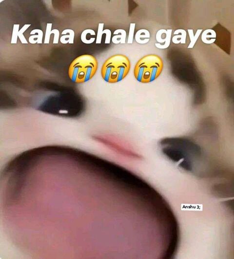 Hindi Text Crying Cat Meme