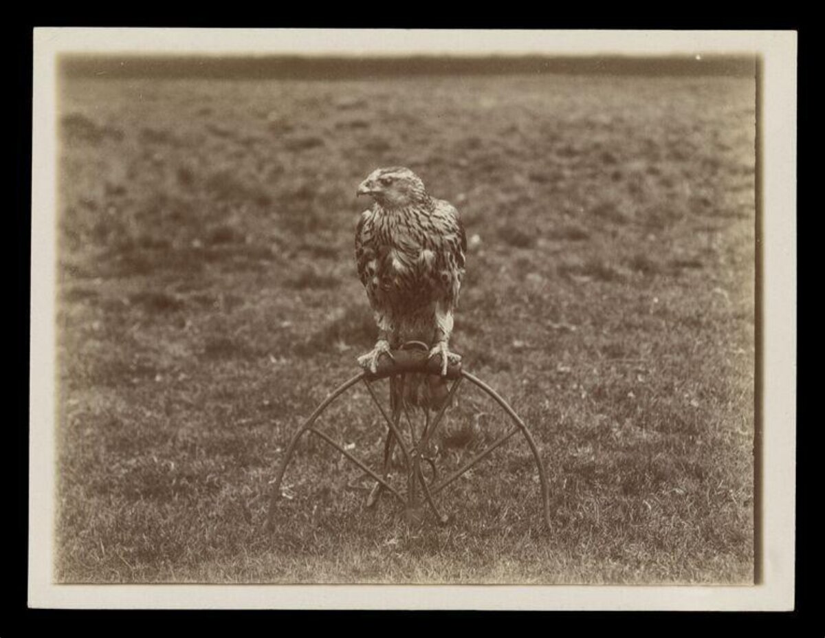 Falcon on Perch in Open Field