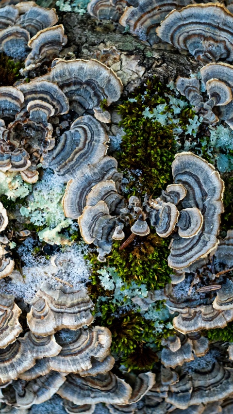 Turkey Tail Fungi on Tree Bark