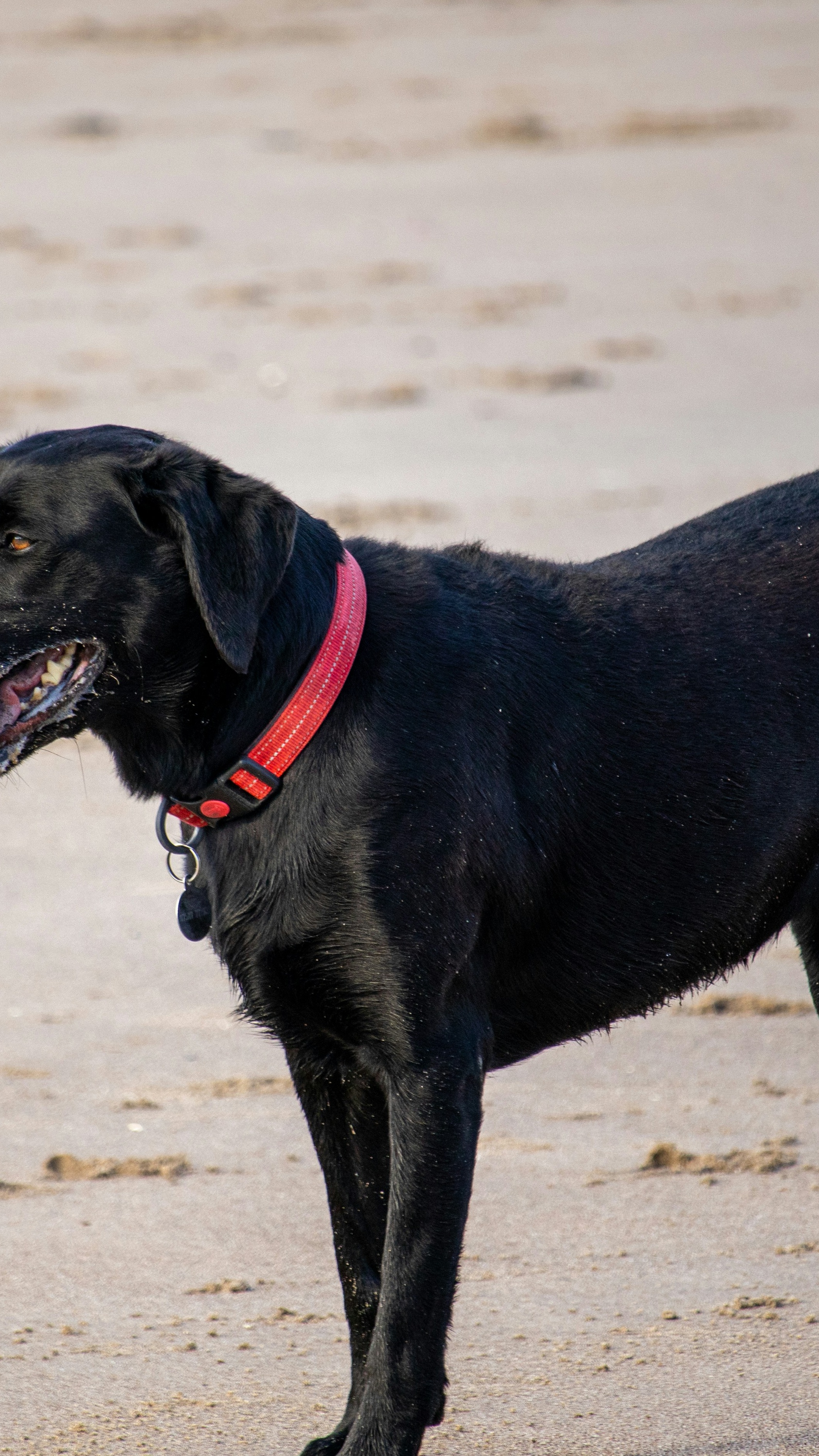 Black Labrador on Sandy Beach