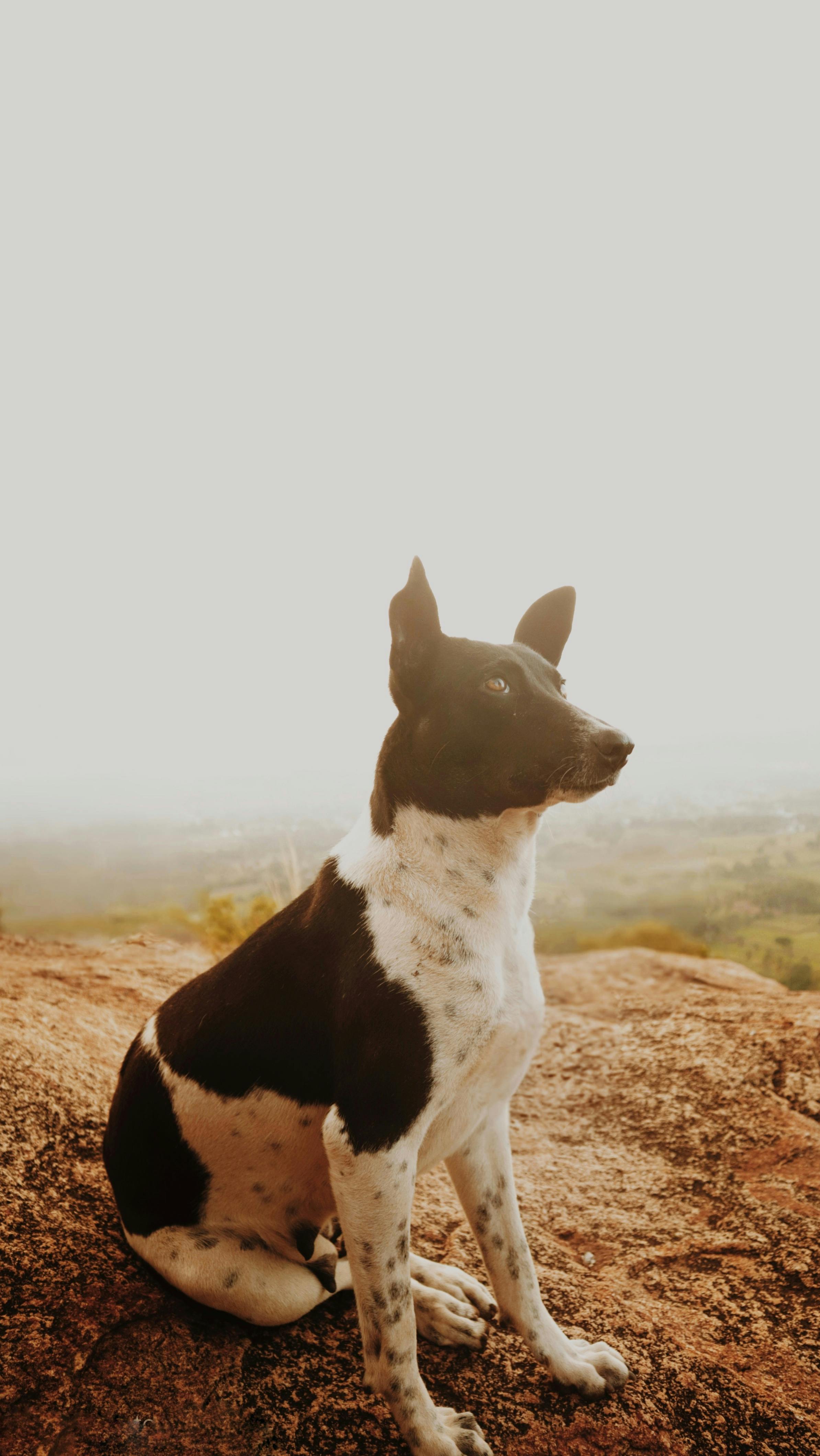 Black and White Dog on Rocky Overlook