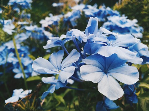 Light Blue Plumbago Flowers