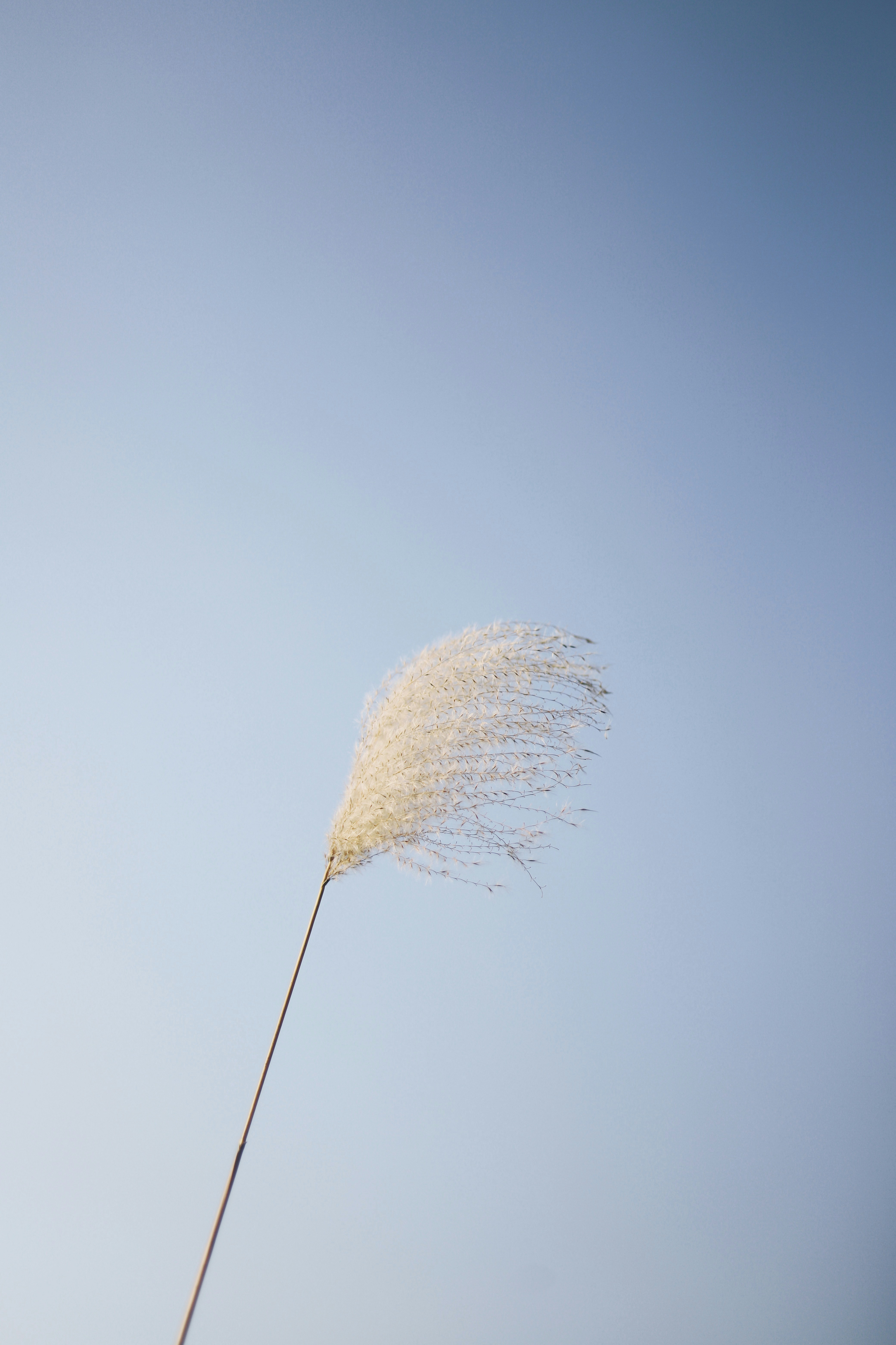 Pampas Grass Against Clear Blue Sky
