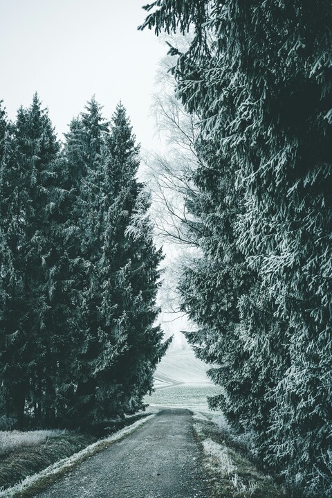 Frosted Winter Forest Road