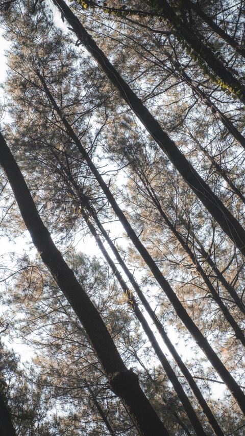 Low Angle View of Pine Forest