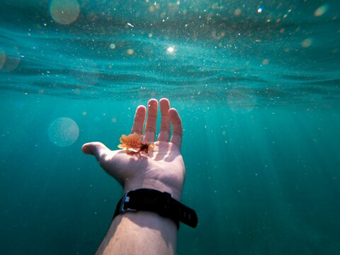 Hand with Tiny Marine Life Underwater