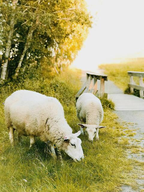 Two Sheep Grazing Beside Country Path