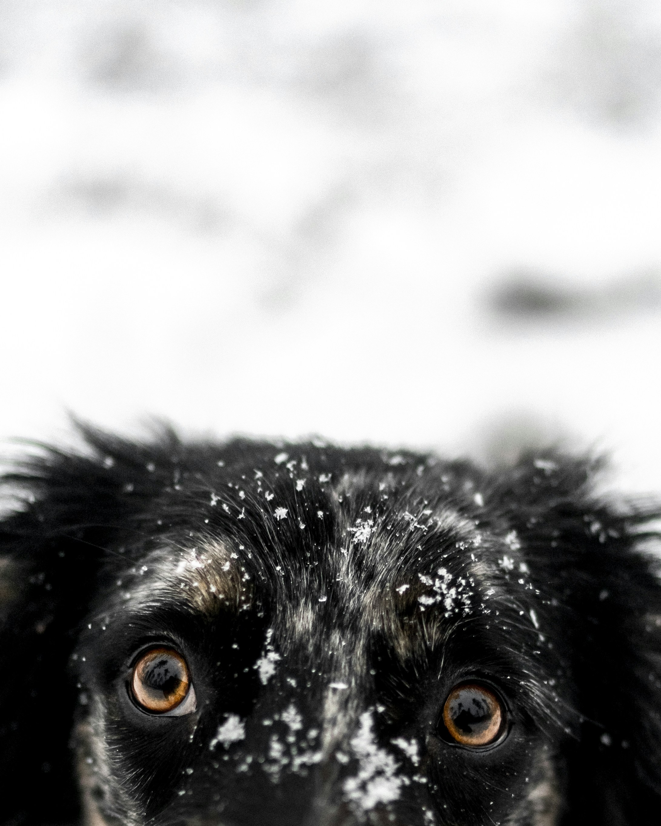 Black Dog Peeking in Snow