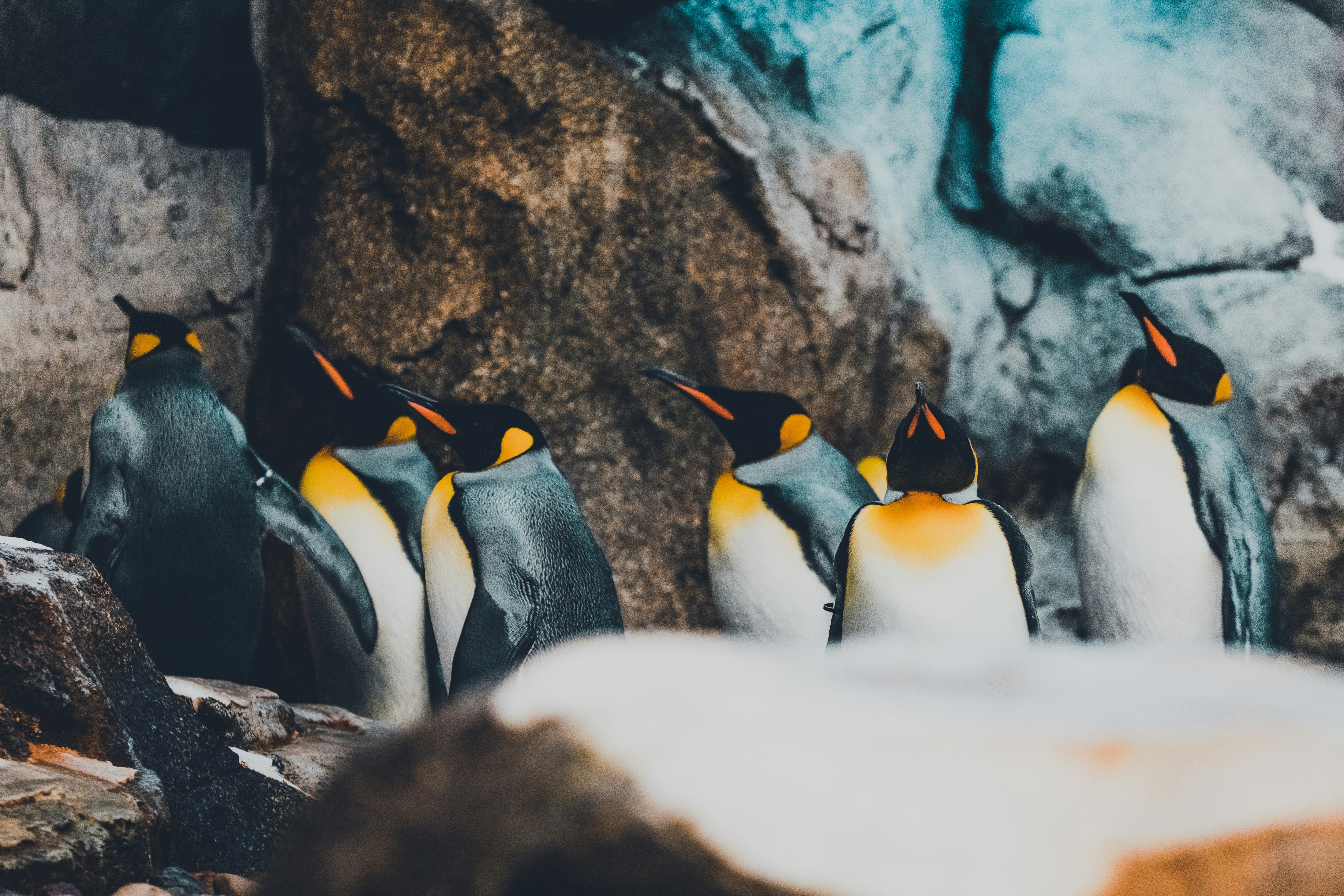King Penguins Gathering Among Rocks