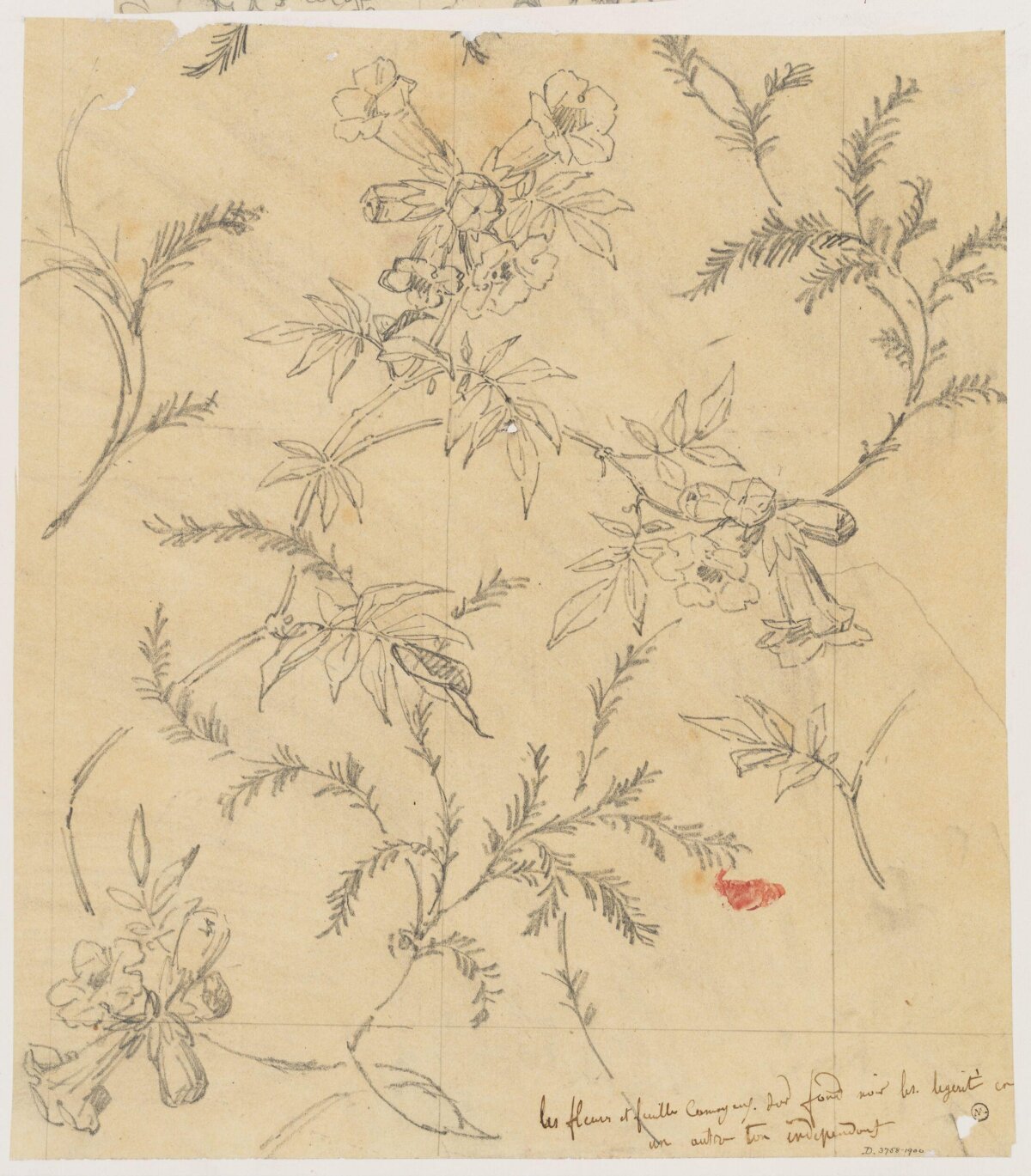 Pencil Sketch of Wild Flowers