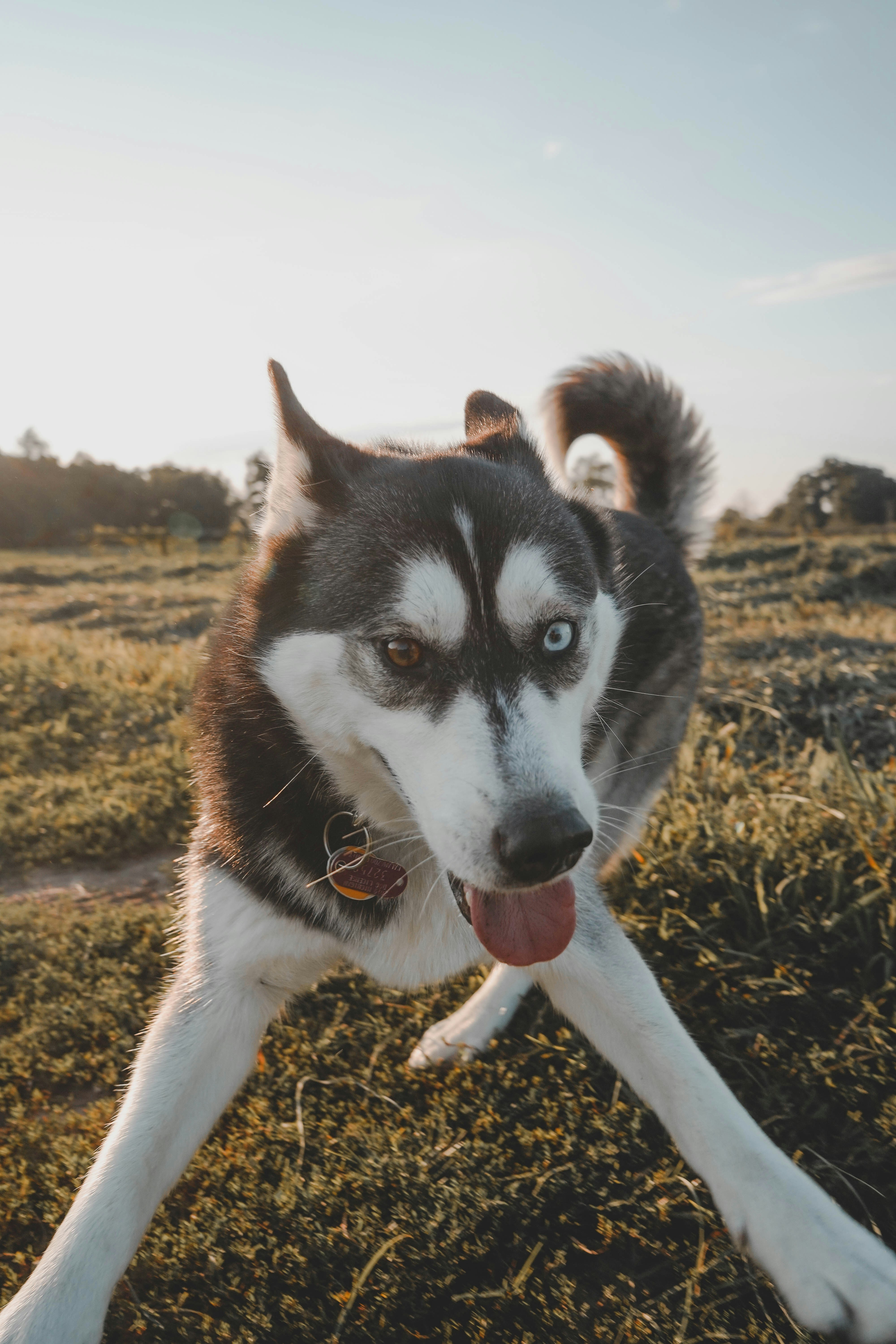 Heterochromia Husky On Sunlit Field