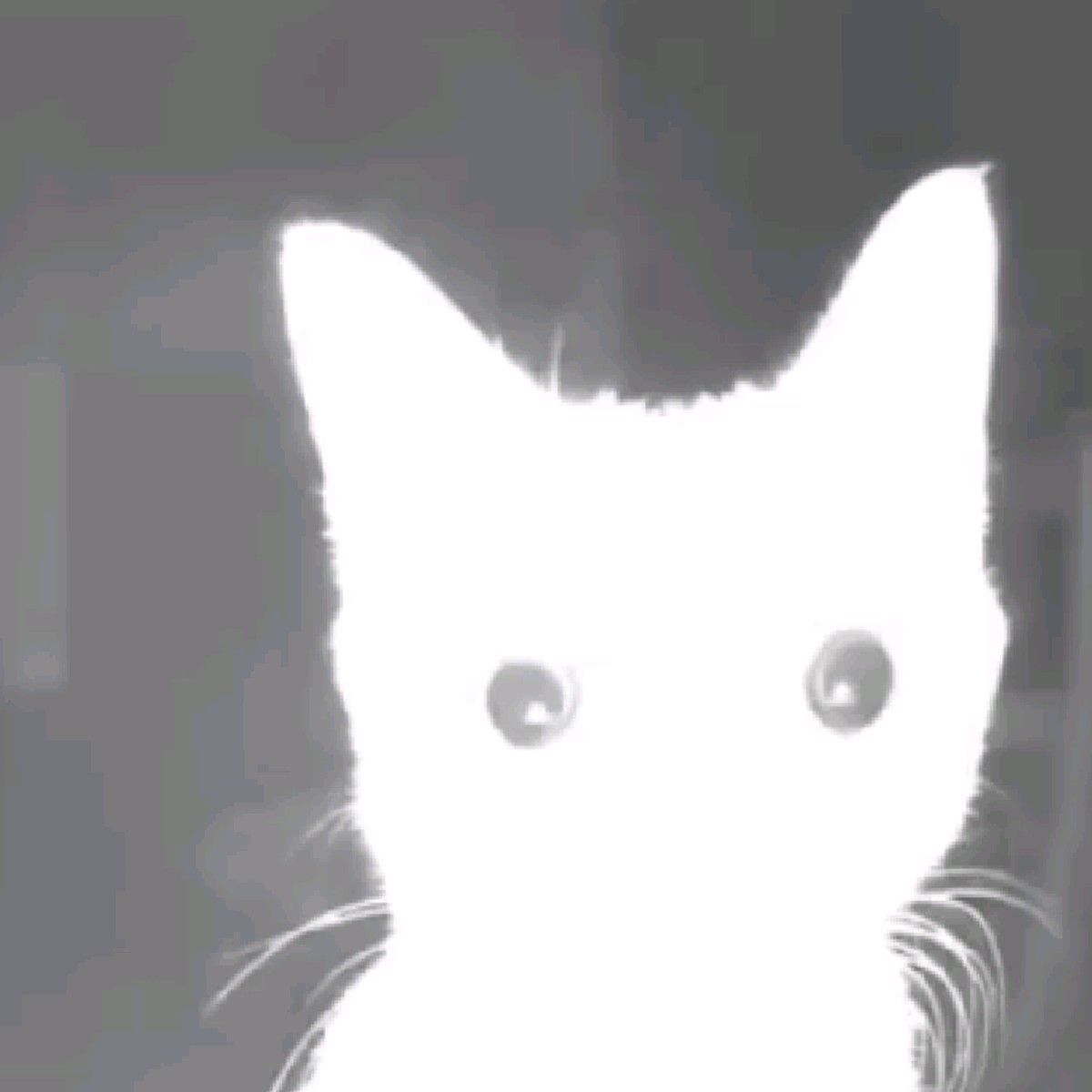 Overexposed Cat Staring At Camera