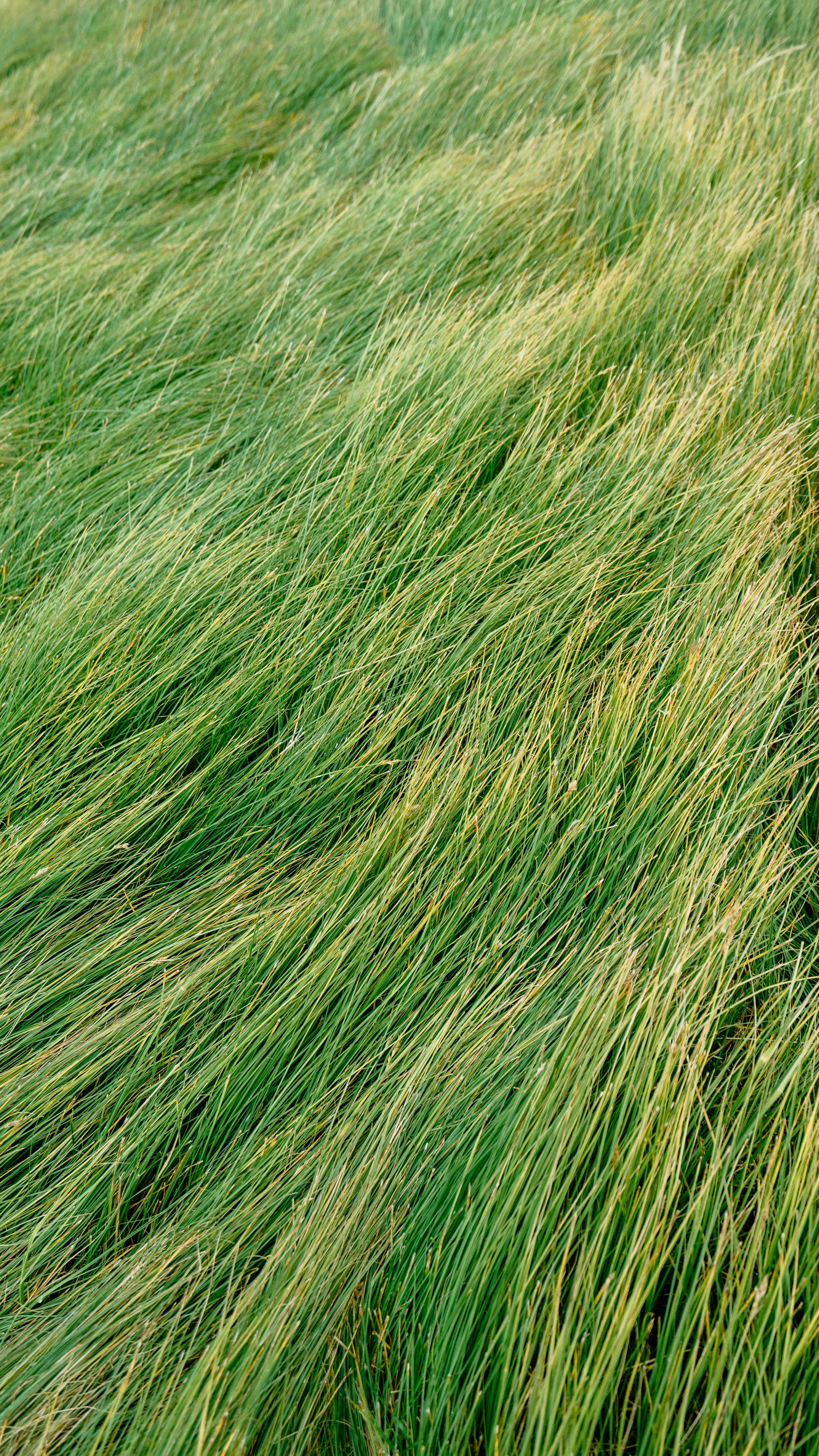 Wind-Swept Tall Green Grass