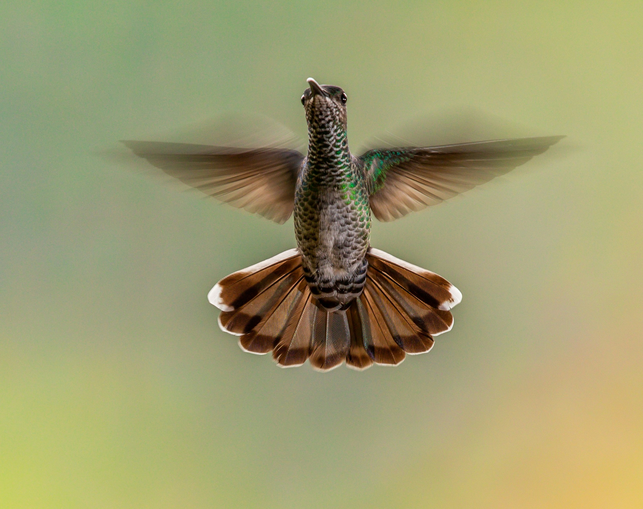 Hummingbird Hovering In Mid-air