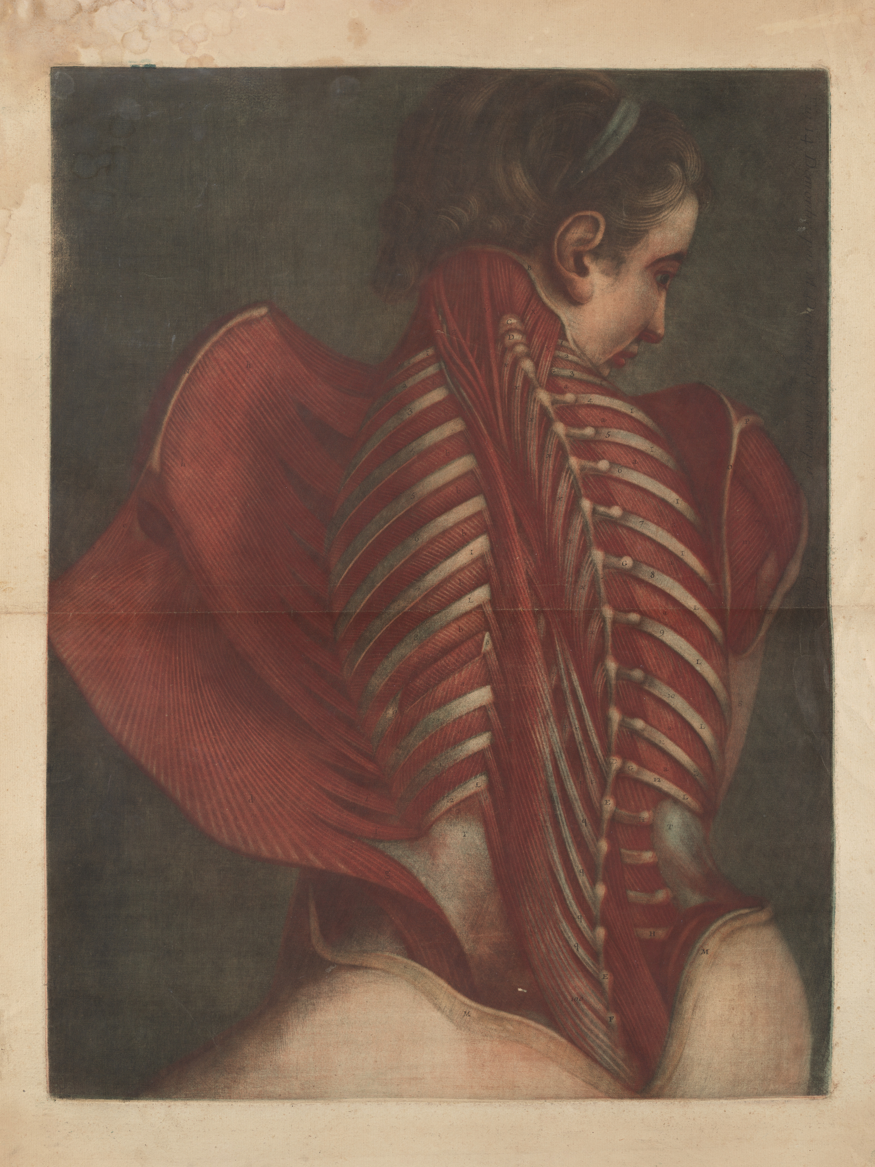 Vintage Anatomical Drawing of Human Back