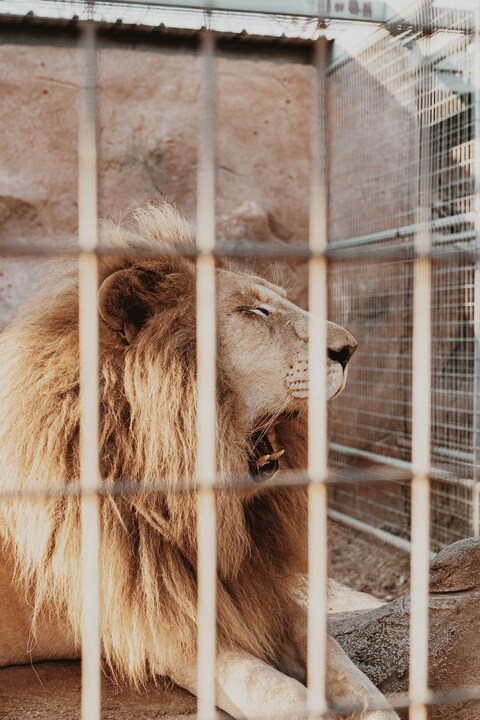 Male Lion Resting In Cage
