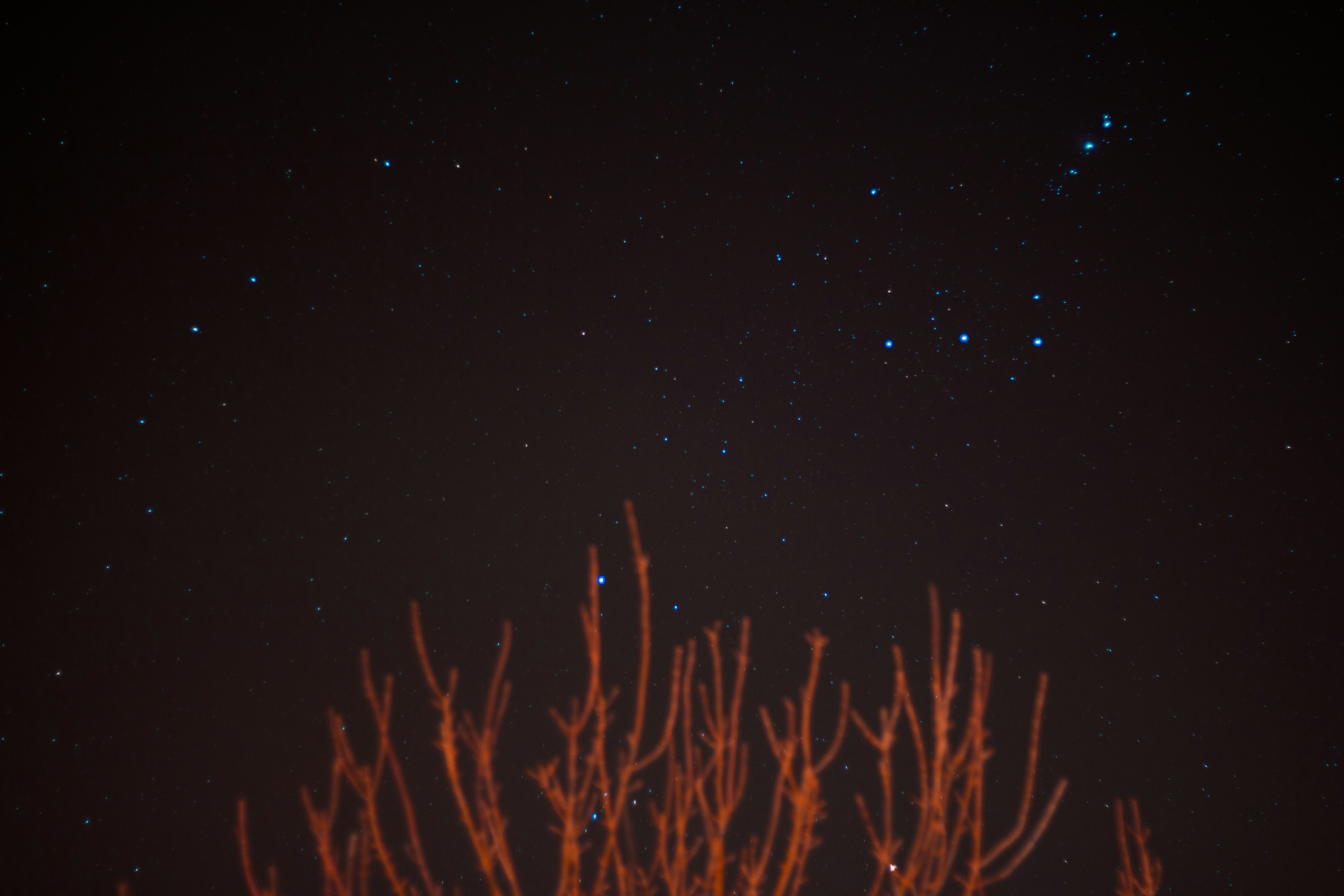 Starry Night Sky Above Bare Branches