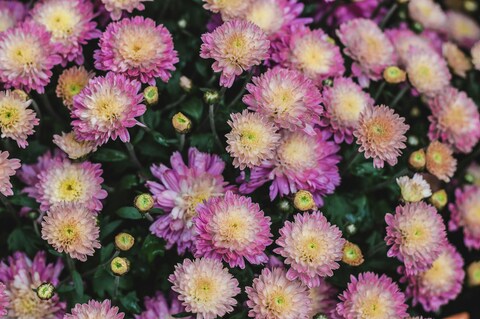 Blooming Pink Chrysanthemums