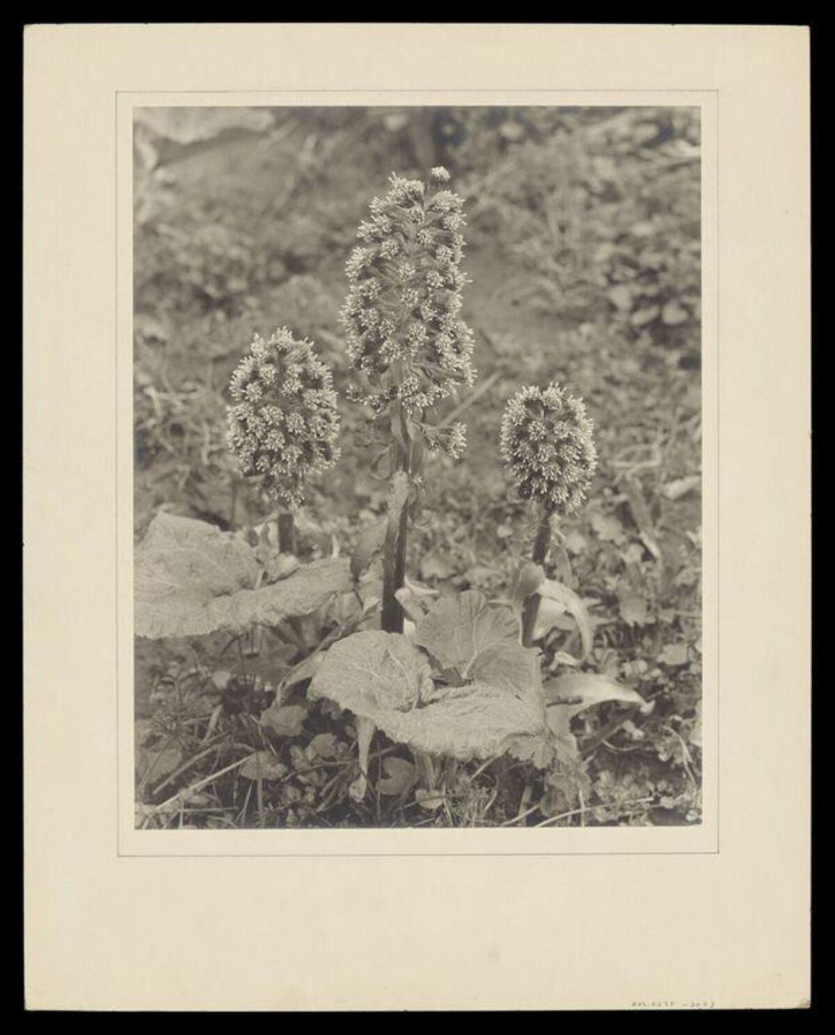 Vintage Photo of Blooming Wild Plants