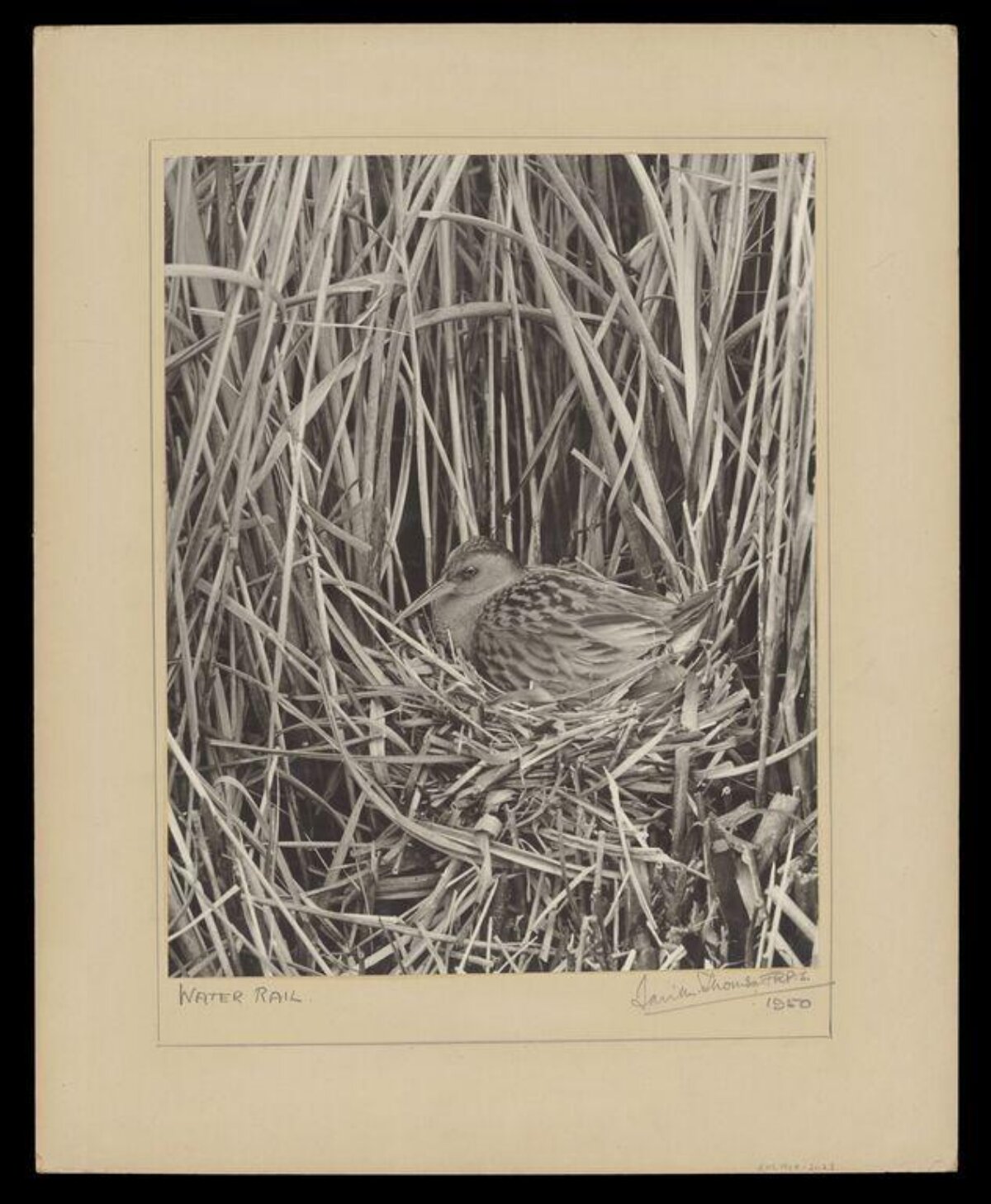 Water Rail Nesting in Reeds