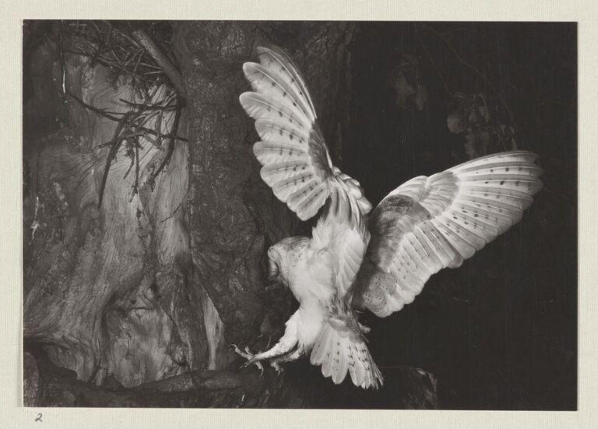 Barn Owl Approaching Tree Hollow