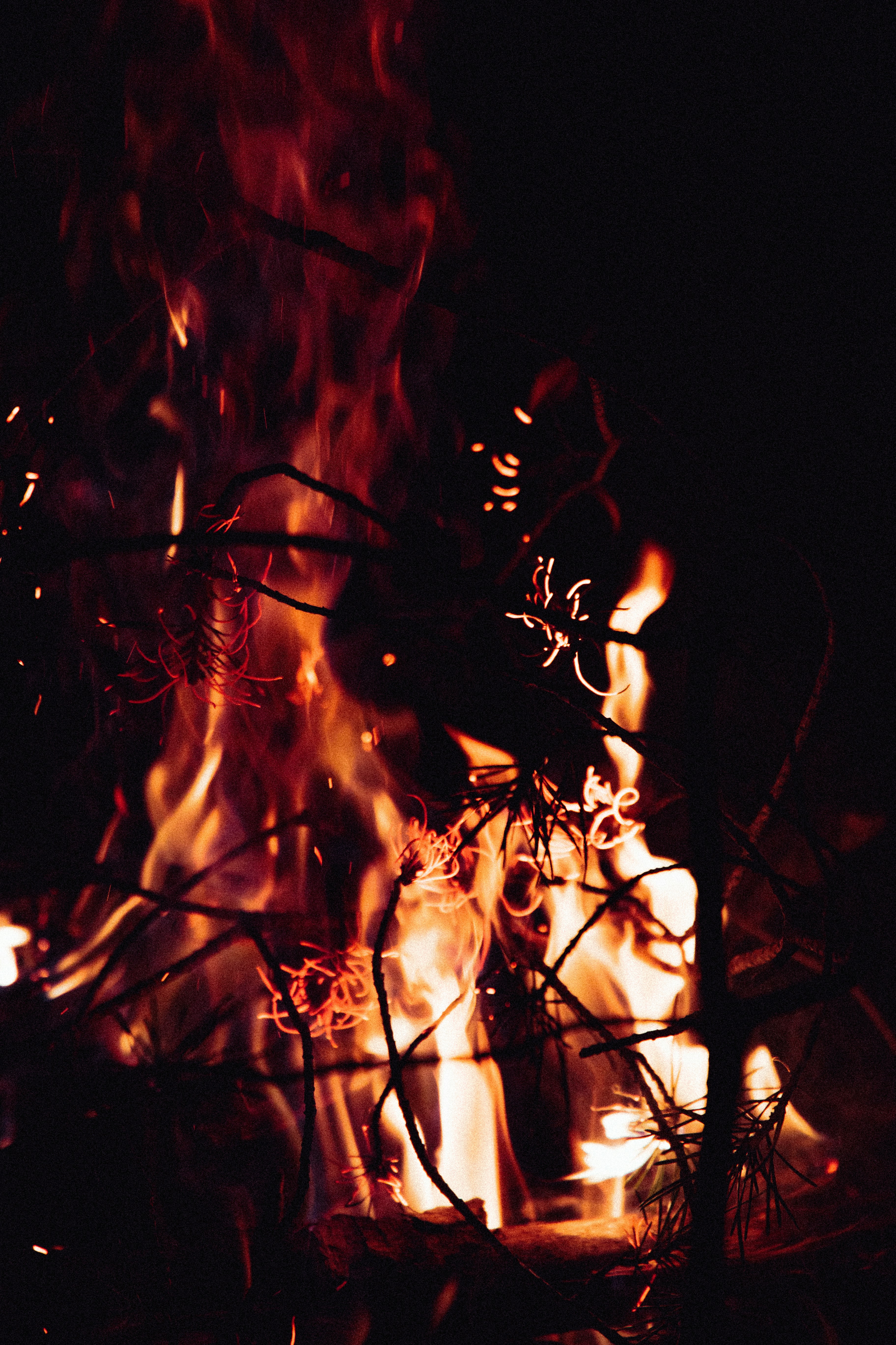 Night Bonfire Through Branches
