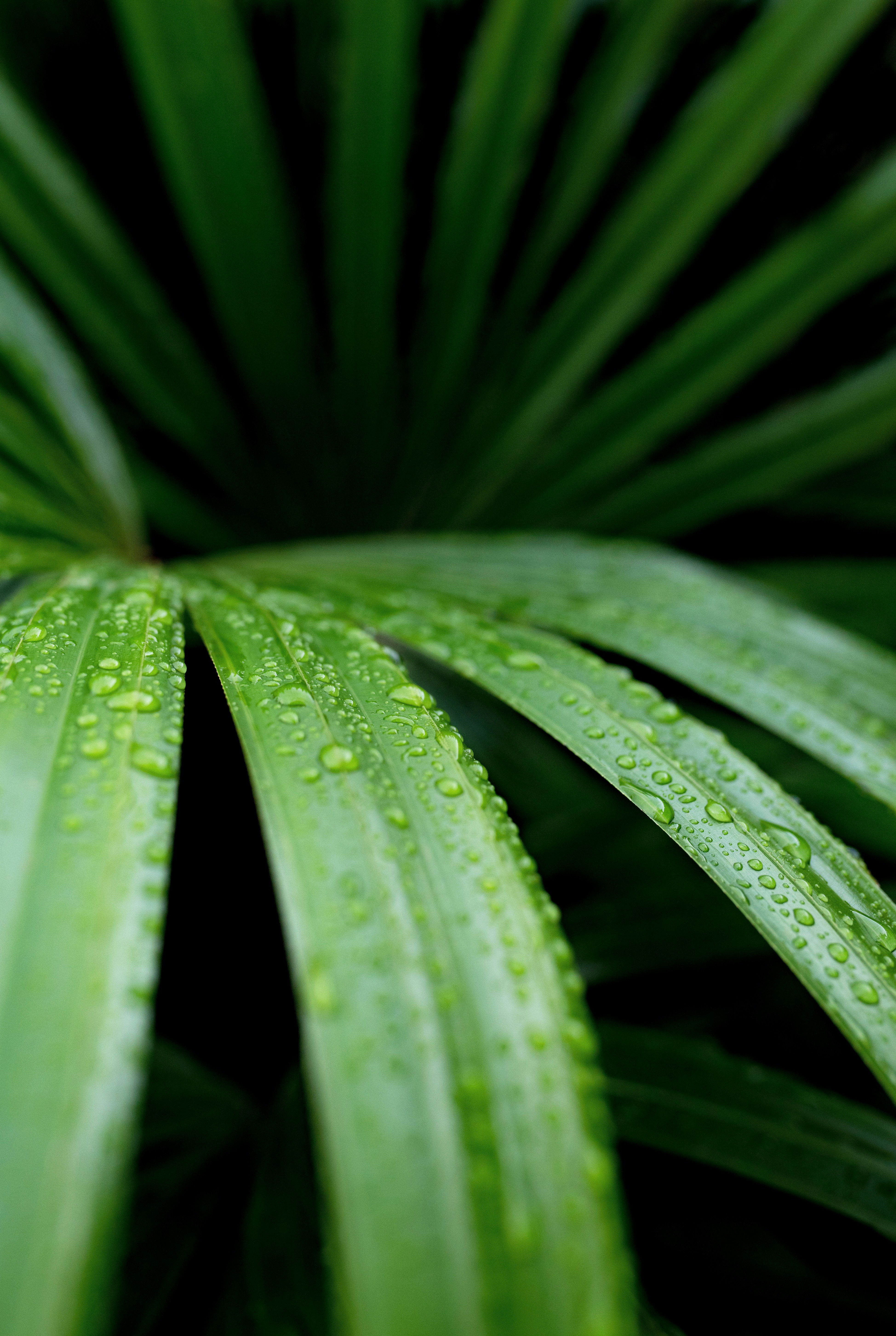 Raindrops on Fan Palm Leaf