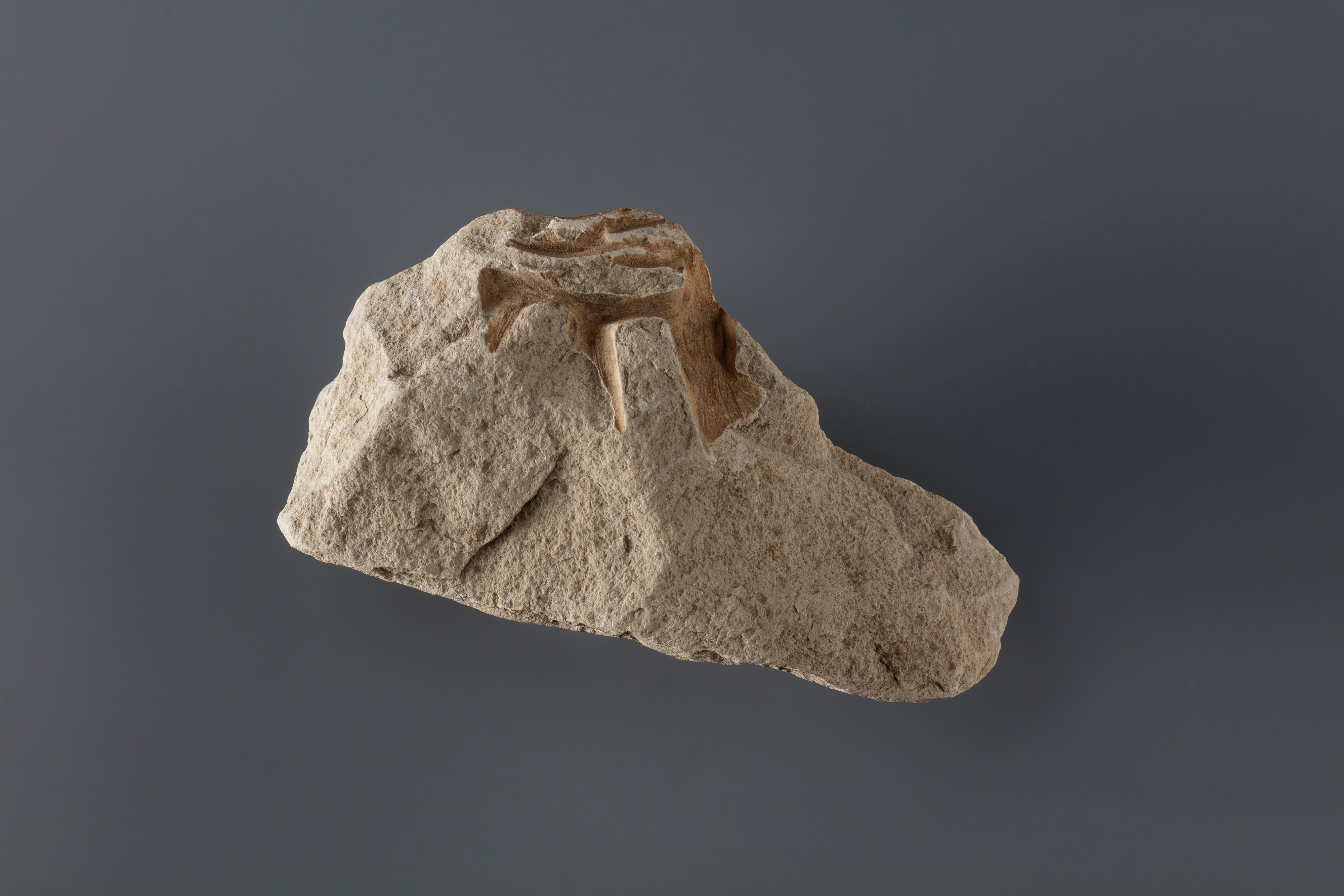 Stone Fragment With Carved Deer