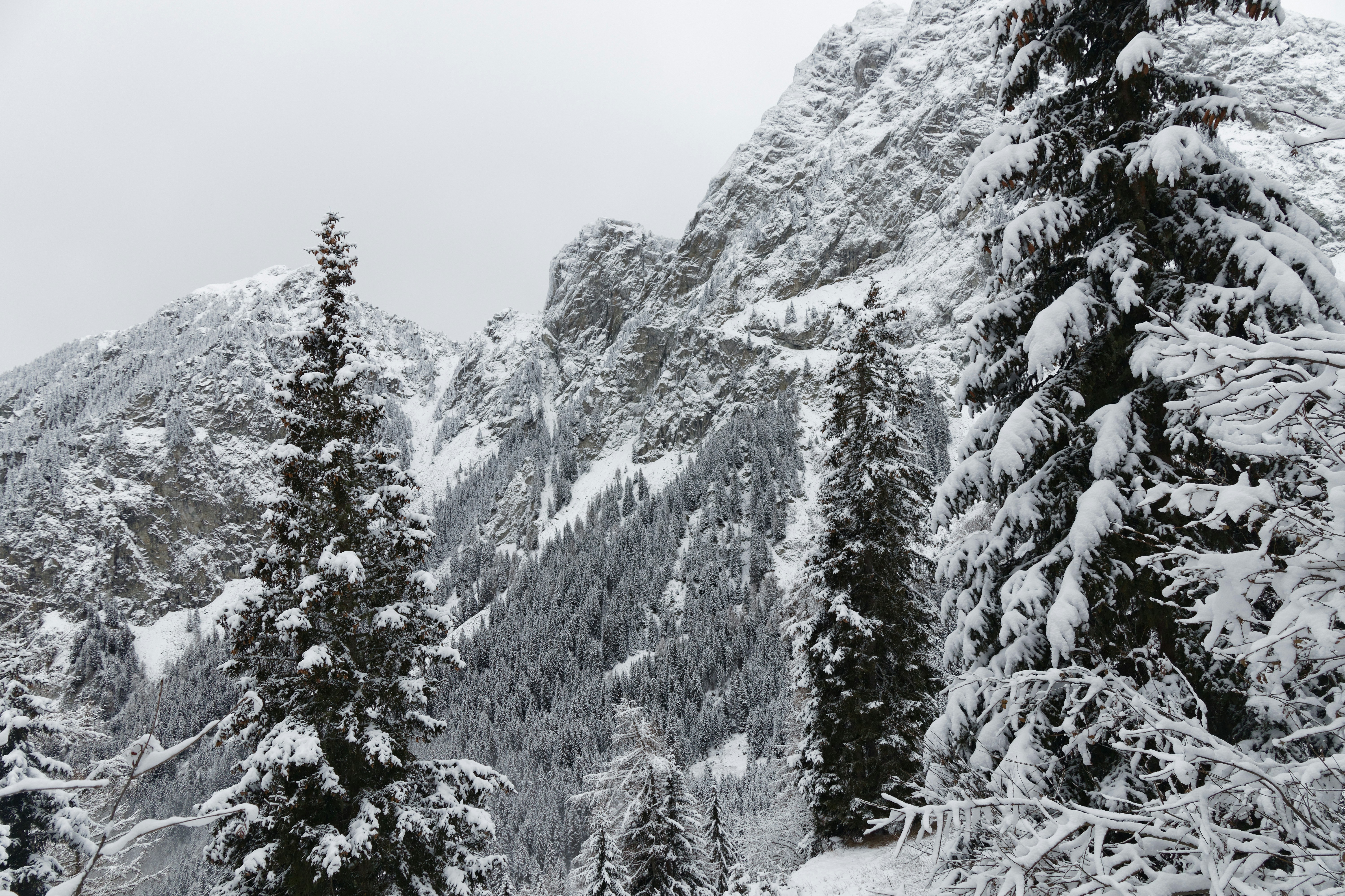Snow-covered Mountain Forest