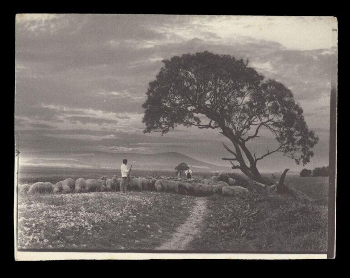 Shepherd Grazing Flock in Countryside