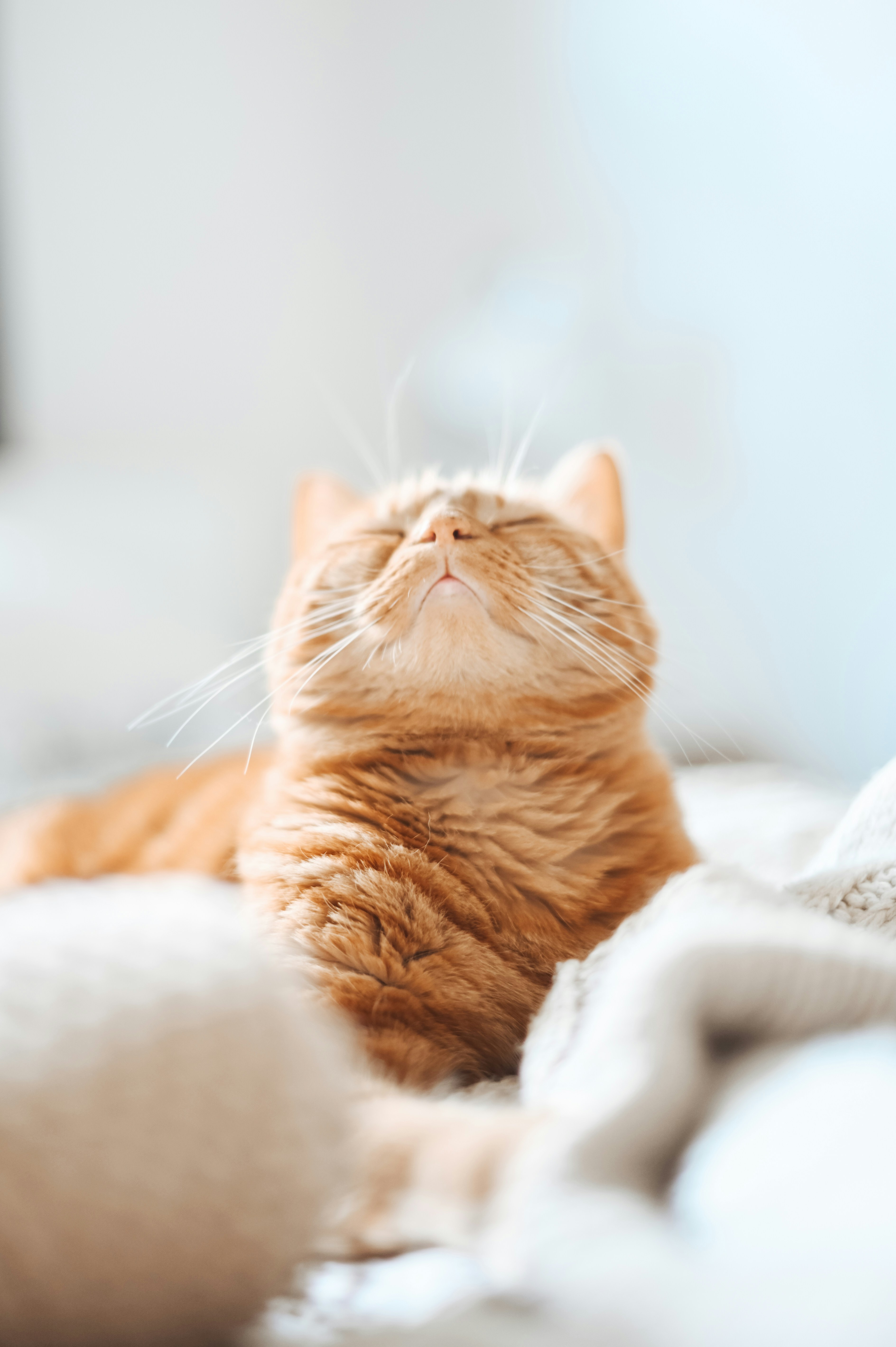 Relaxed Orange Cat Resting Indoors