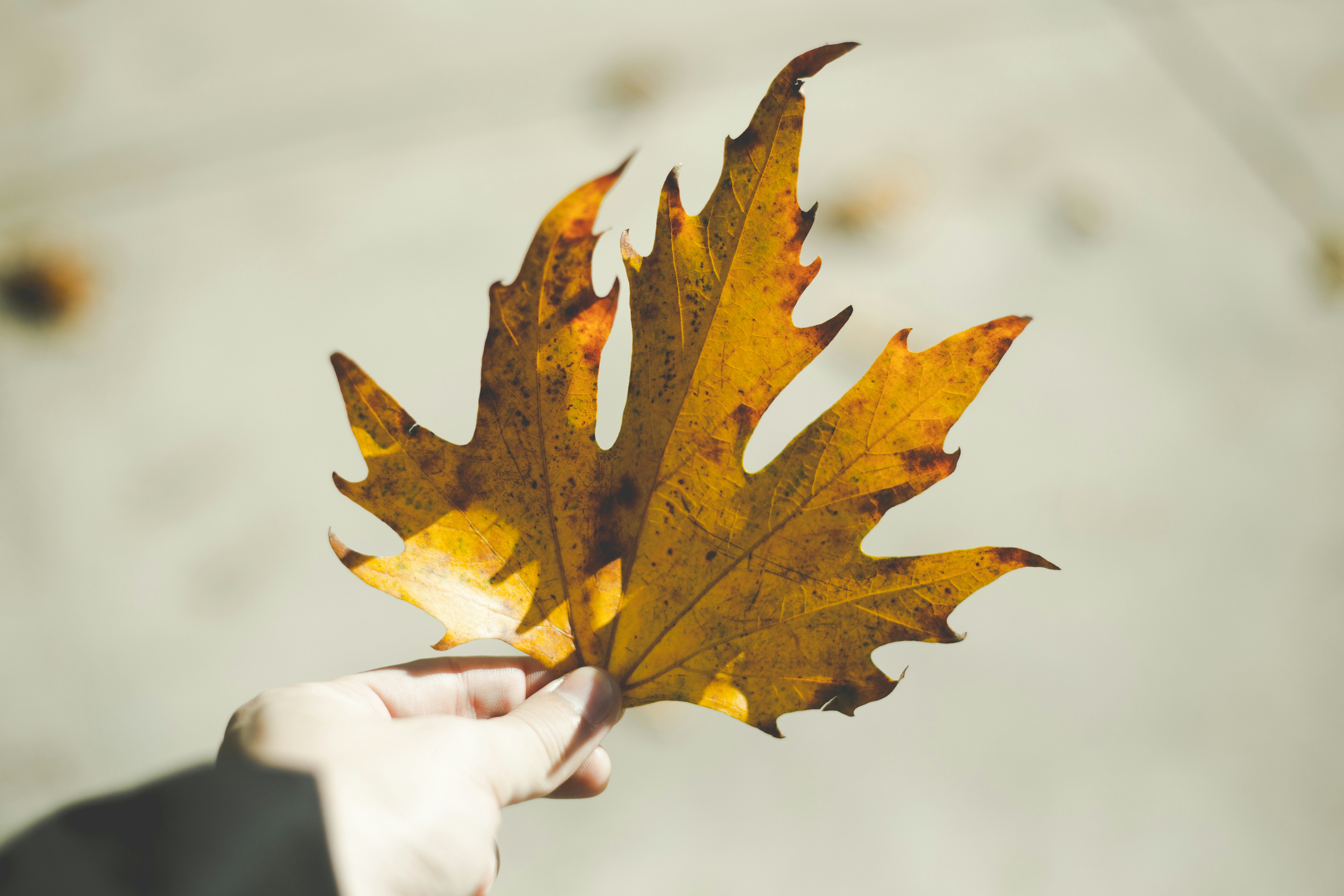 Hand Holding Autumn Maple Leaf