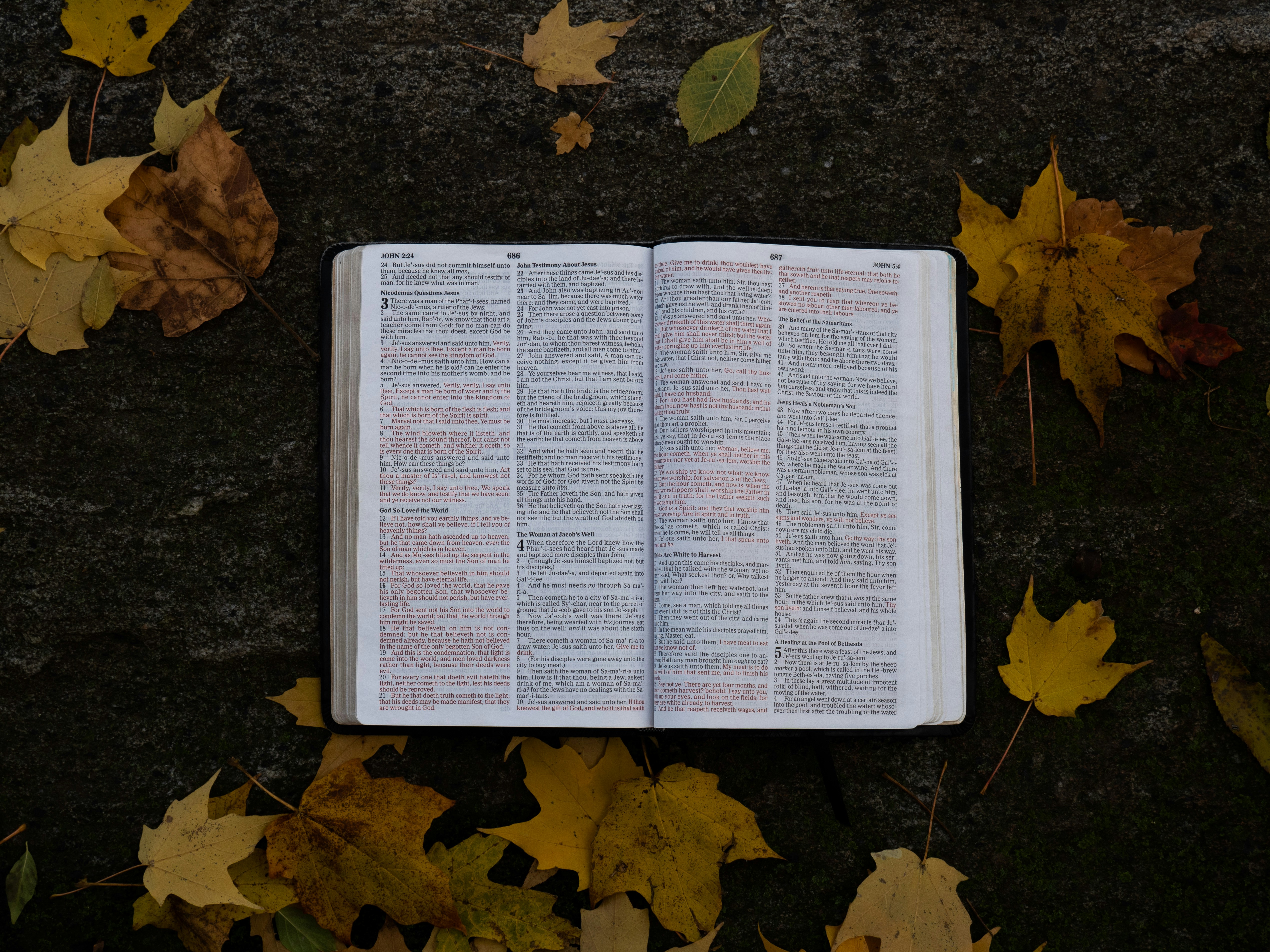 Open Bible on Fallen Autumn Leaves