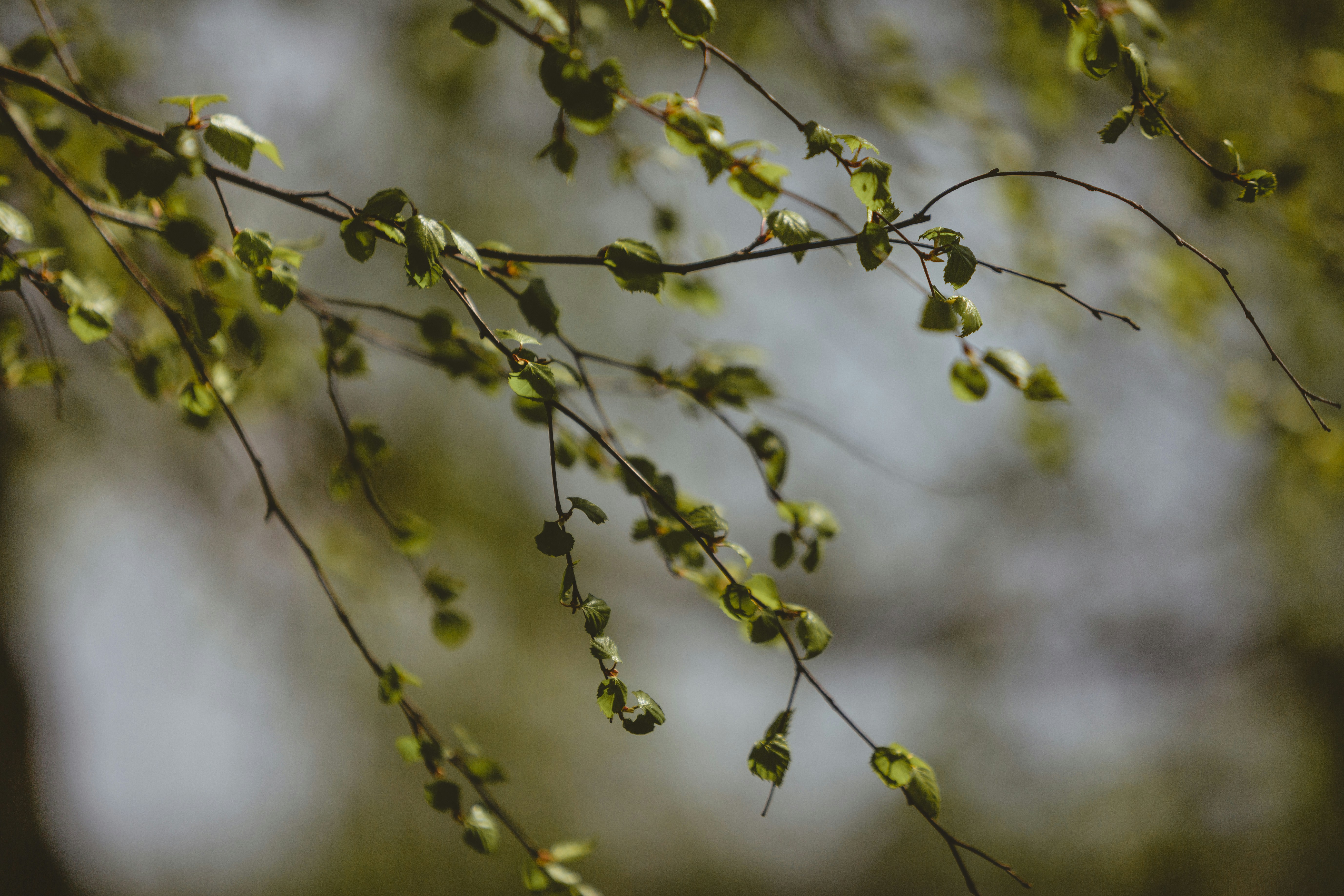 Spring Birch Branches With New Leaves