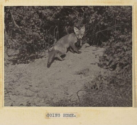 Red Fox Going Home