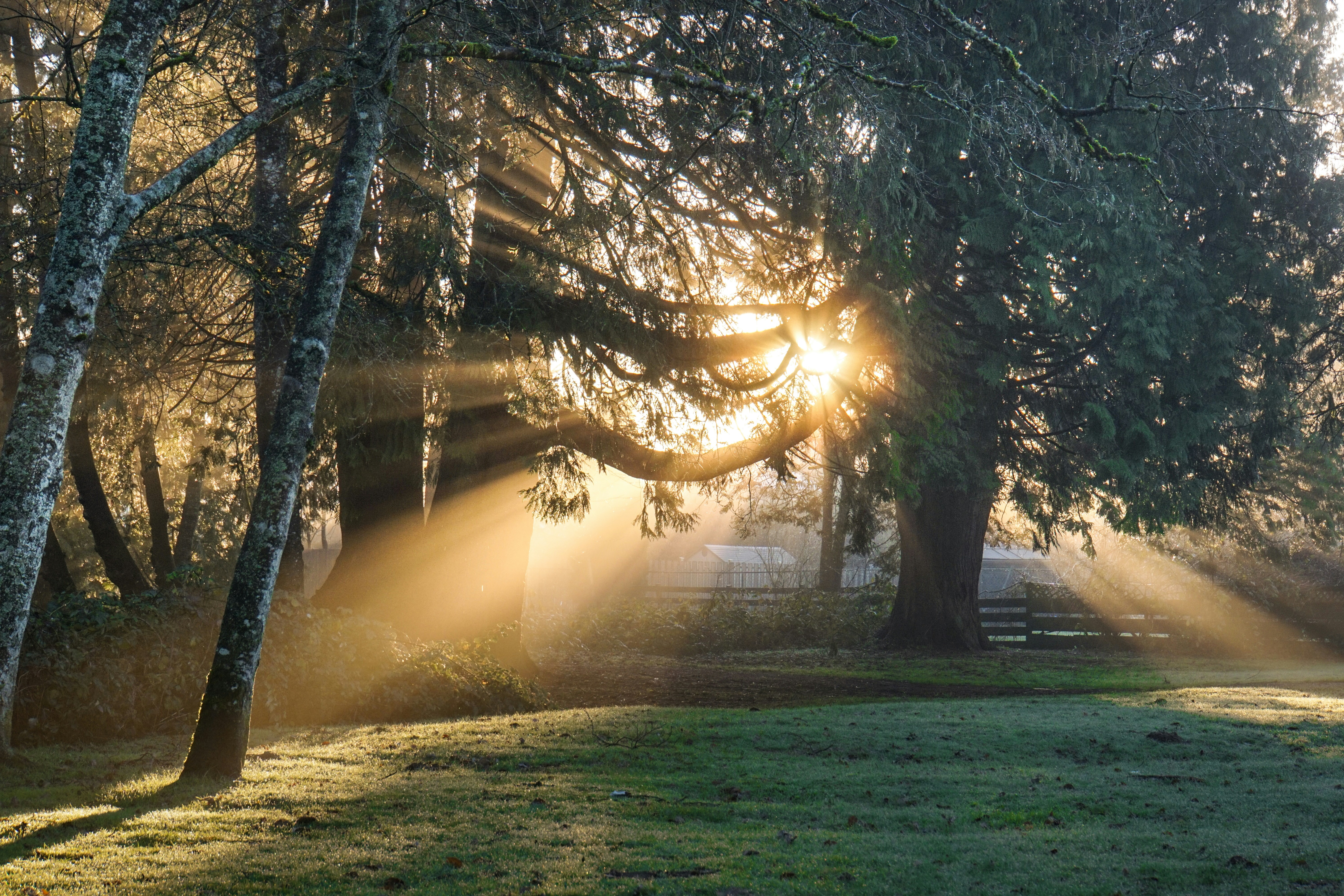Morning Forest Sunbeams Over Meadow