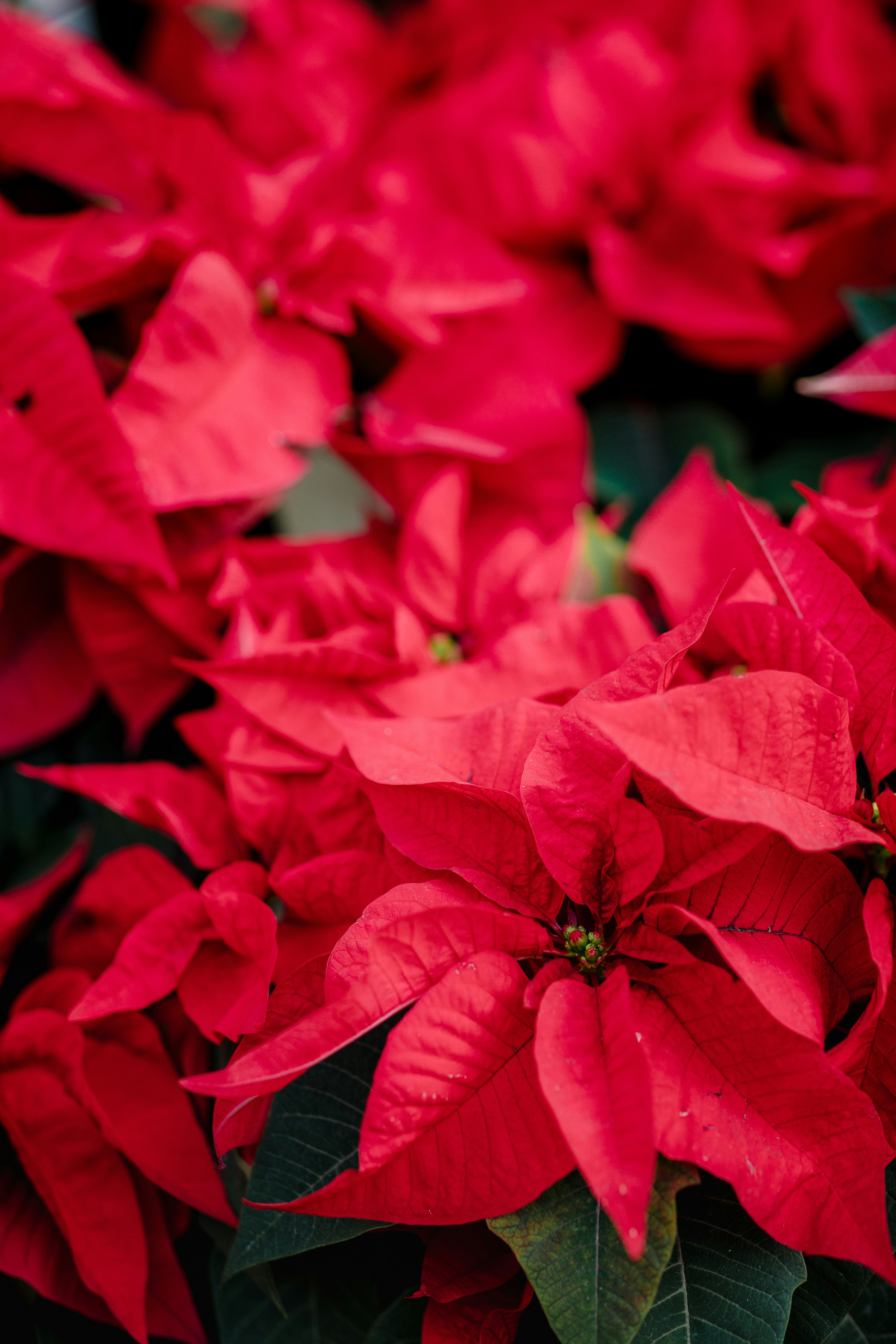 Close-up of Red Poinsettias