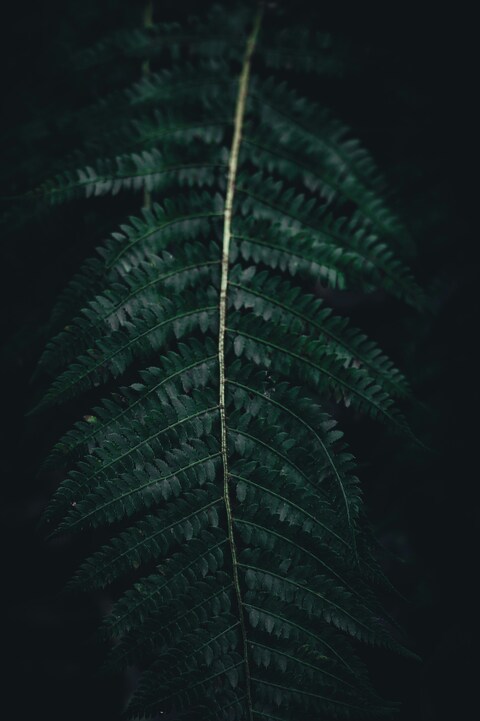 Close-up of Dark Fern Leaf