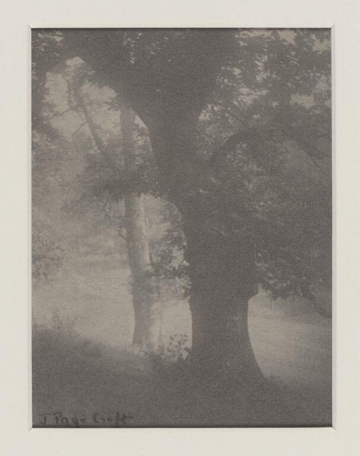 Misty Waterside Trees Landscape
