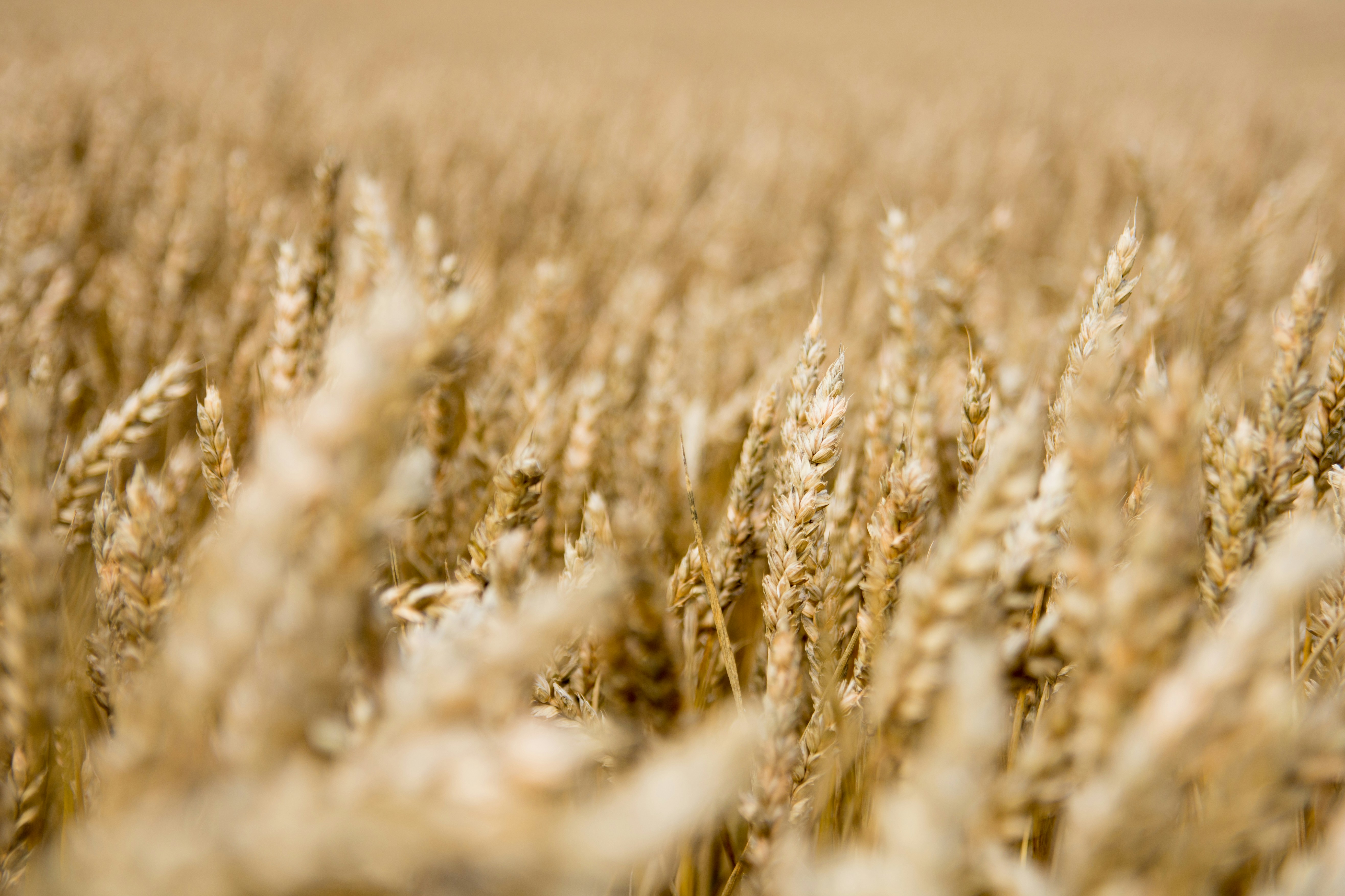 Golden Wheat Field