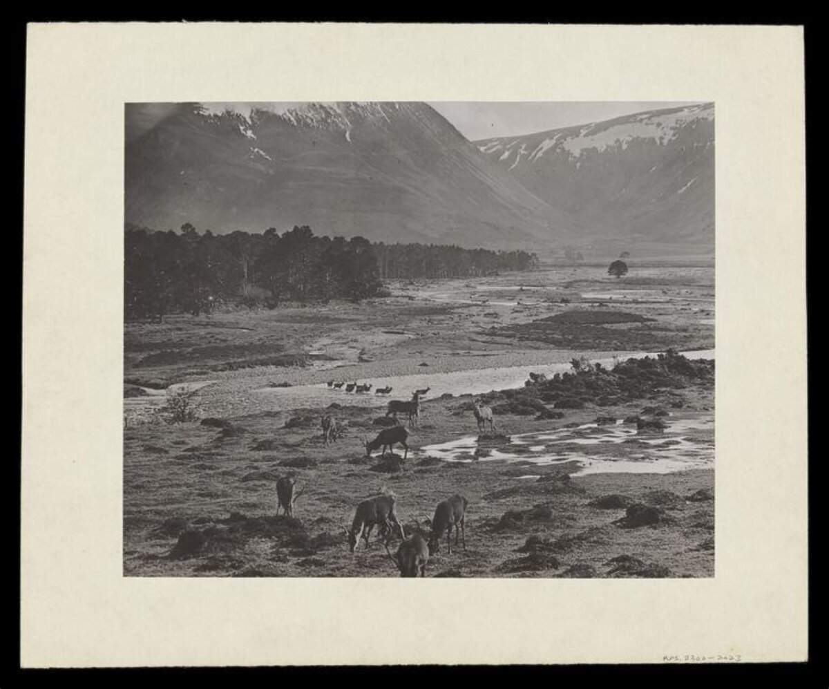Deer Herd in Mountain Valley
