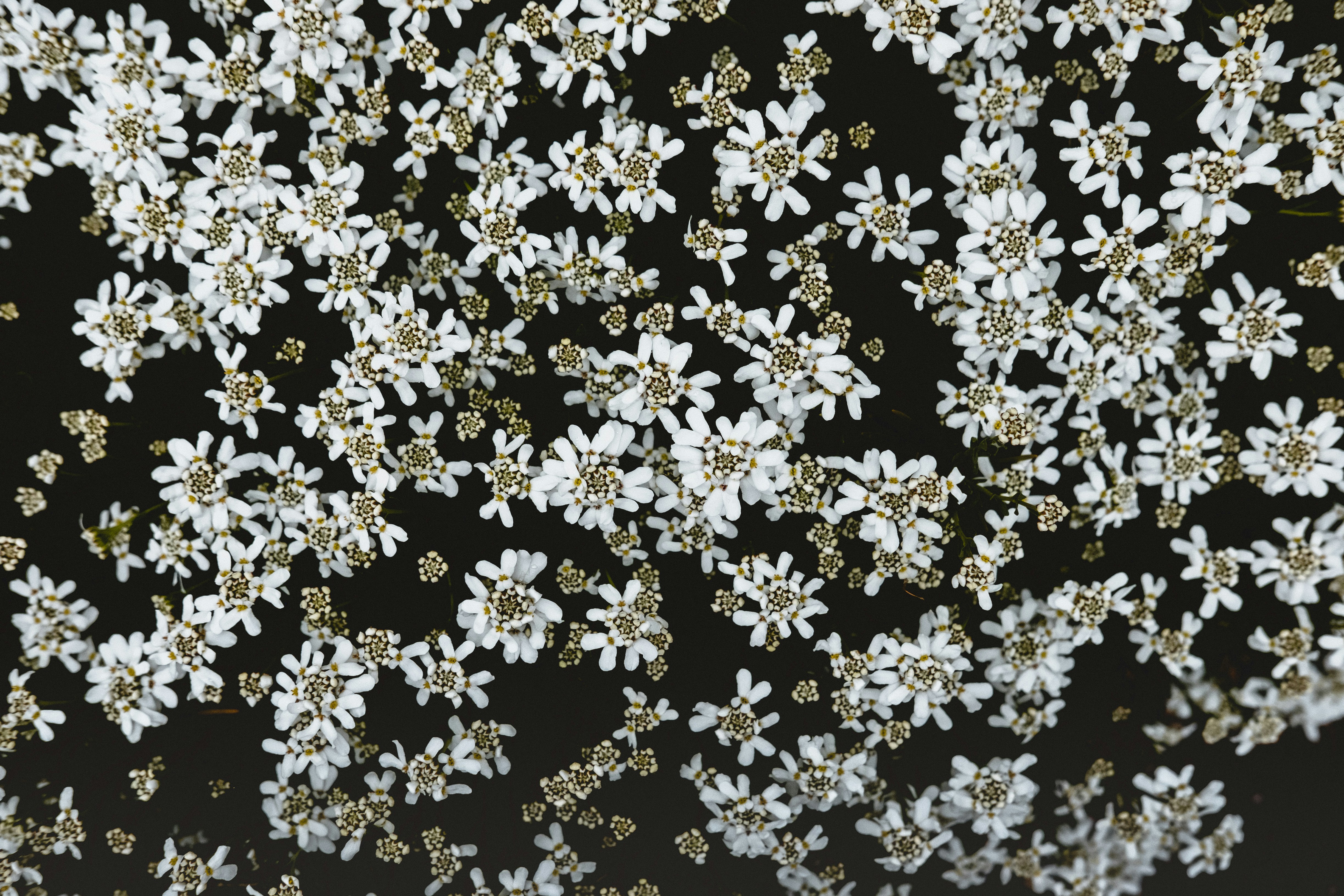 White Wildflowers on Black Background — Background Images