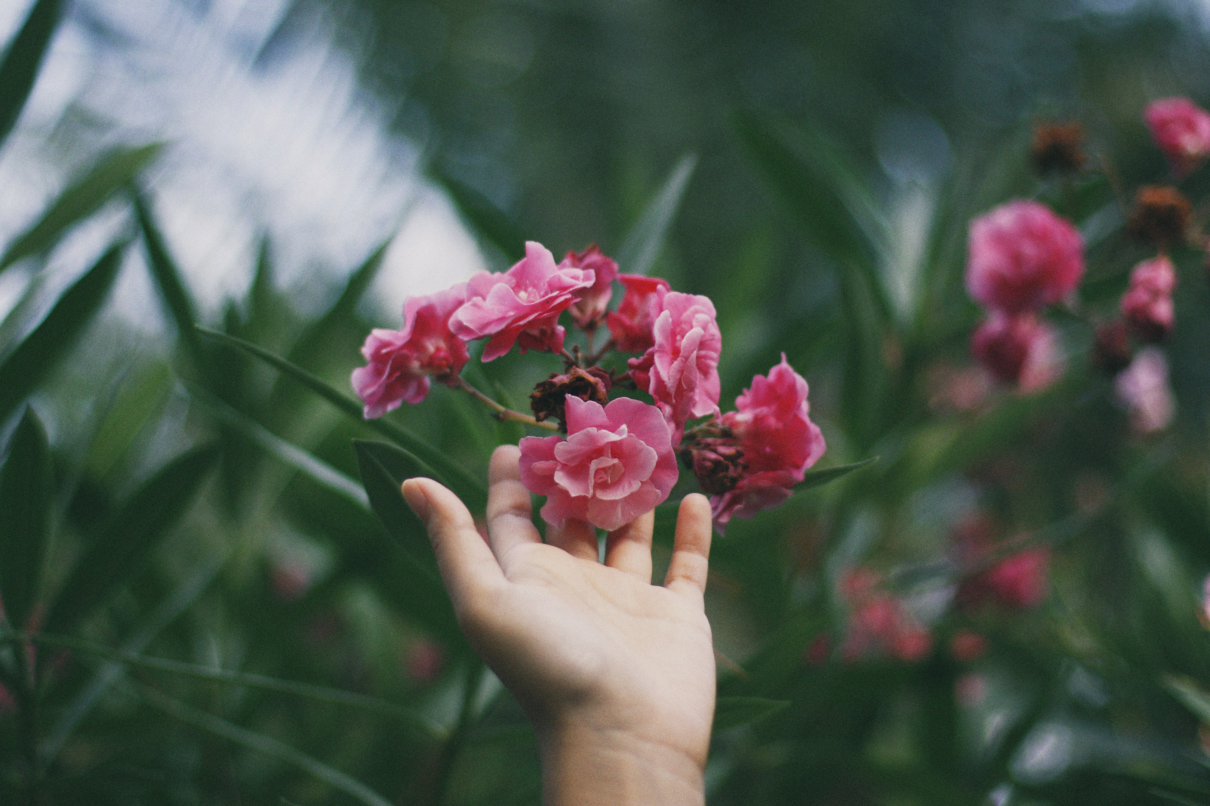 Hand Reaching Pink Oleander