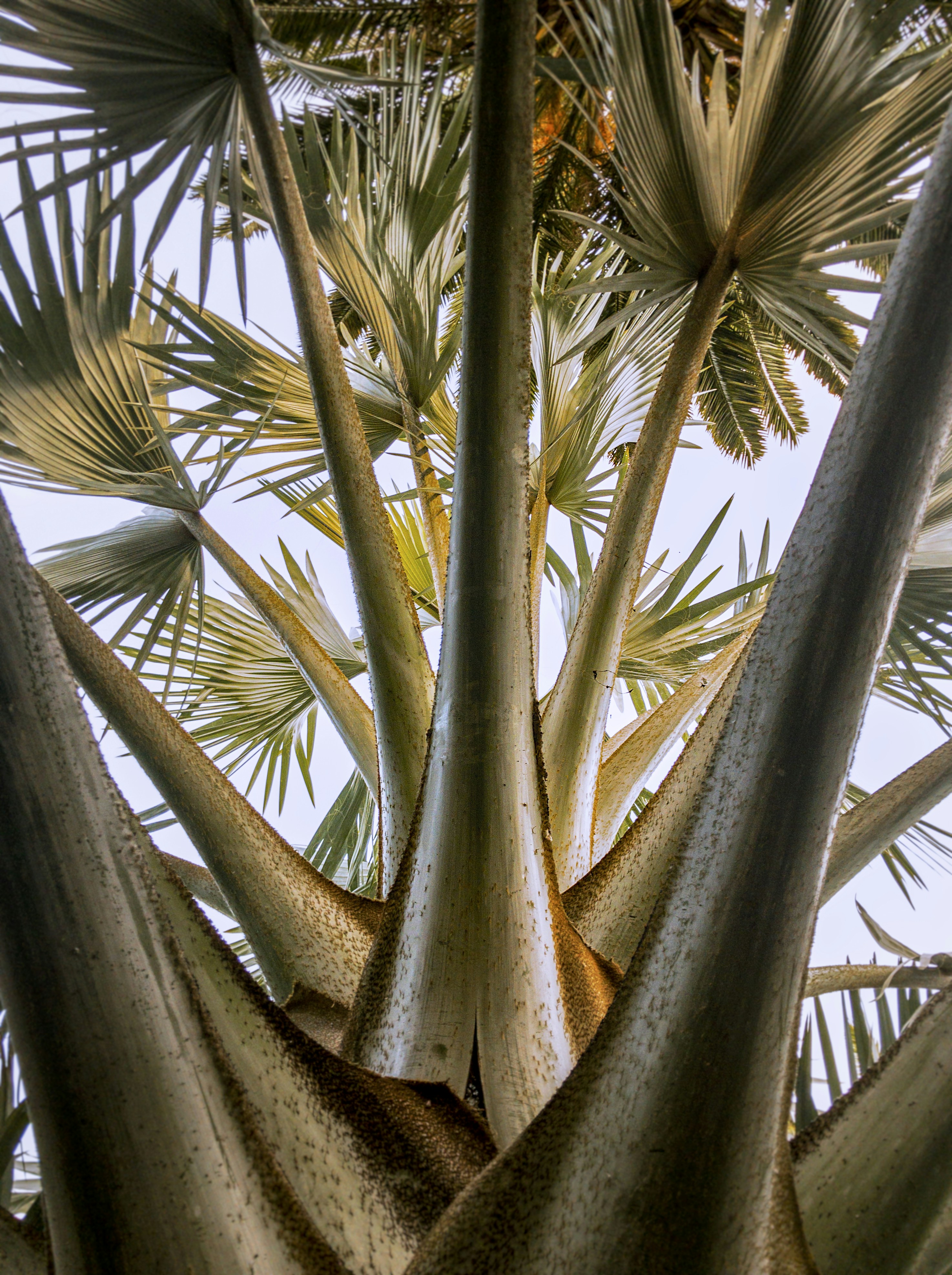 Low Angle View of Palm Trees