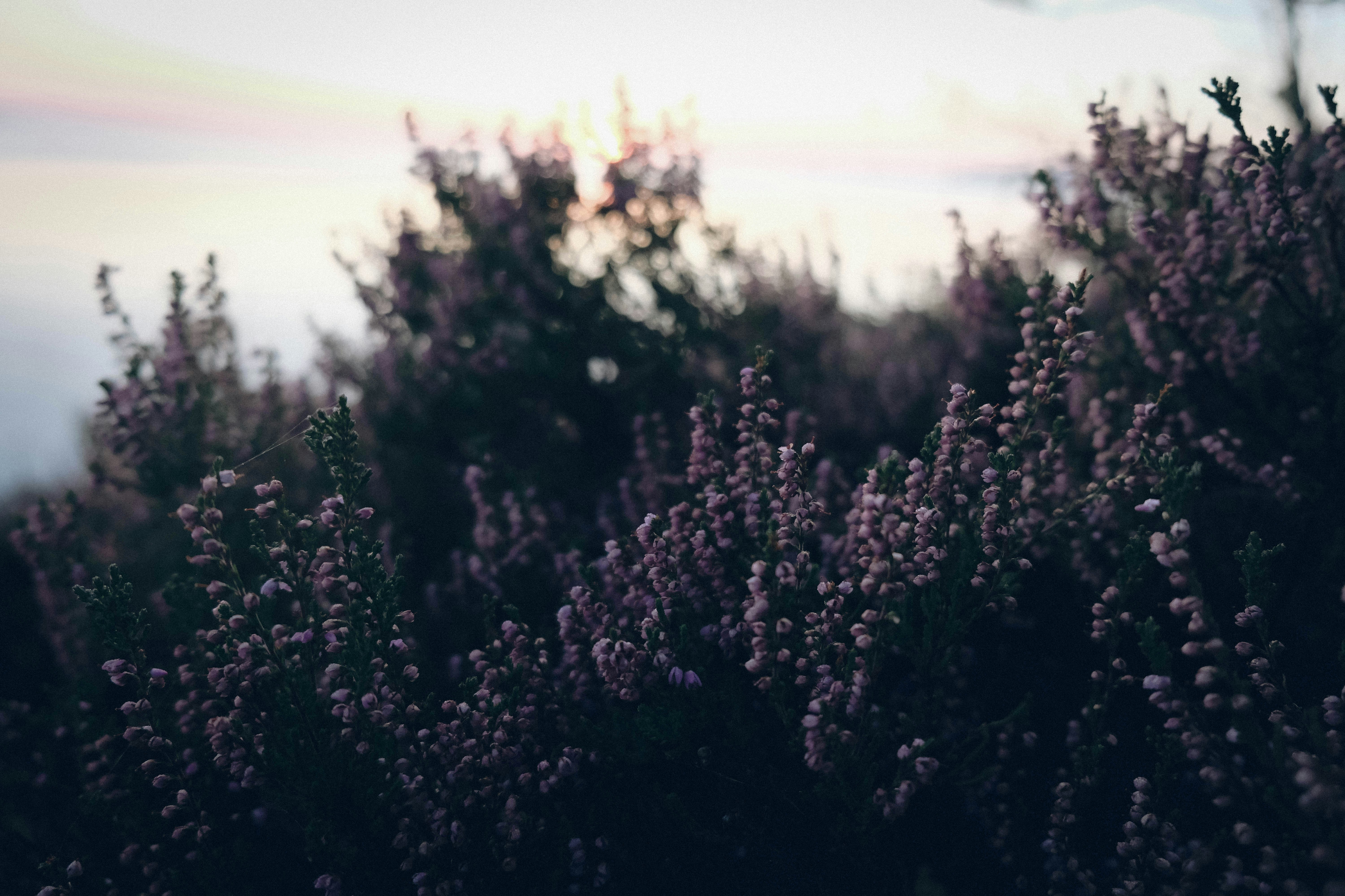 Heather Bushes at Dusk