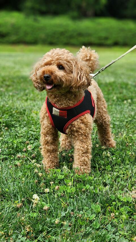 Curly Brown Poodle Standing On Grass