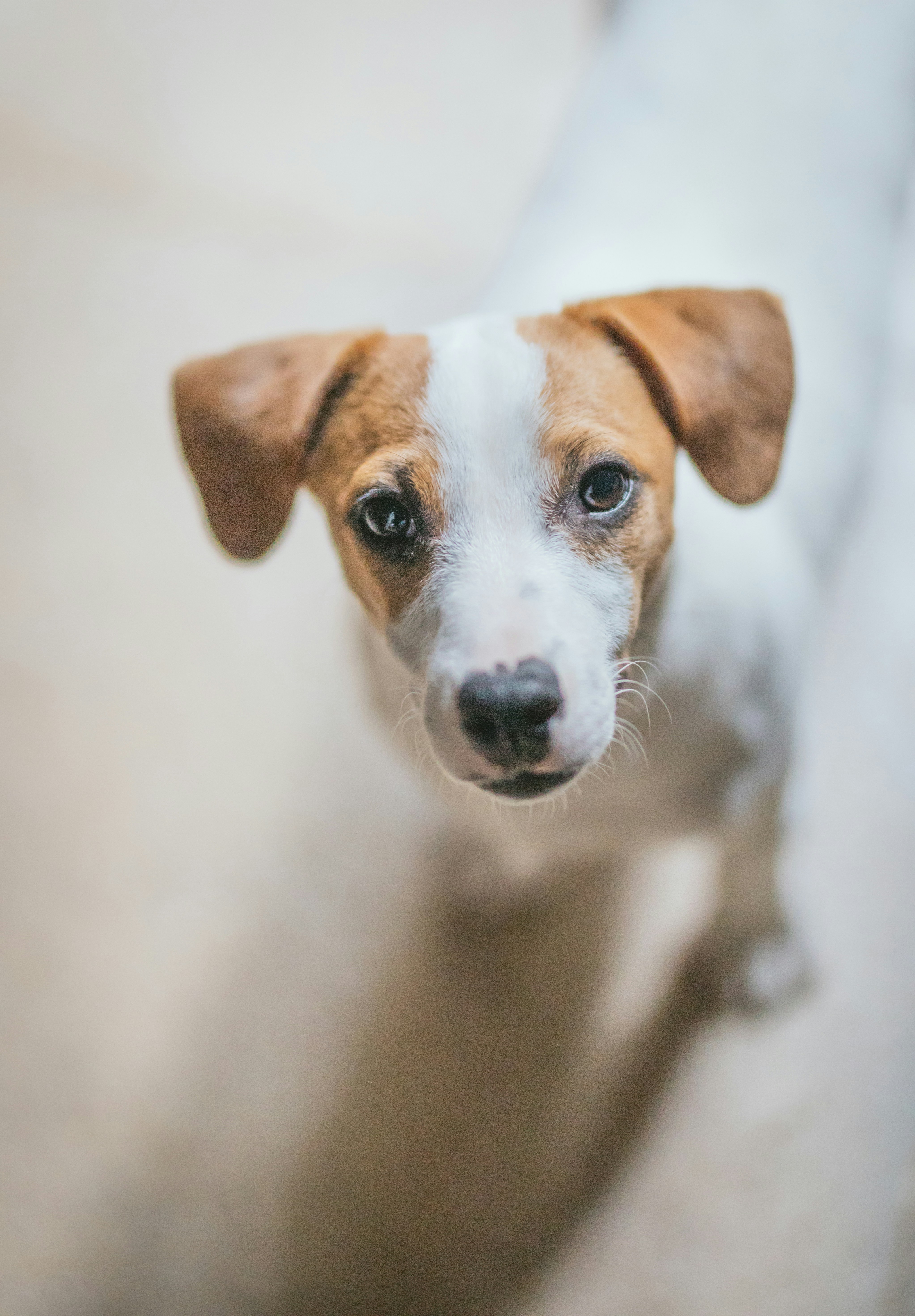 Jack Russell Terrier Looking Up