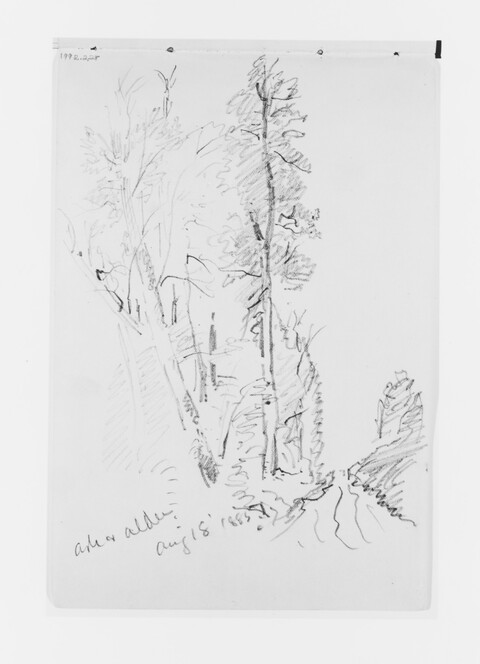 Pencil Sketch of Woodland Trees