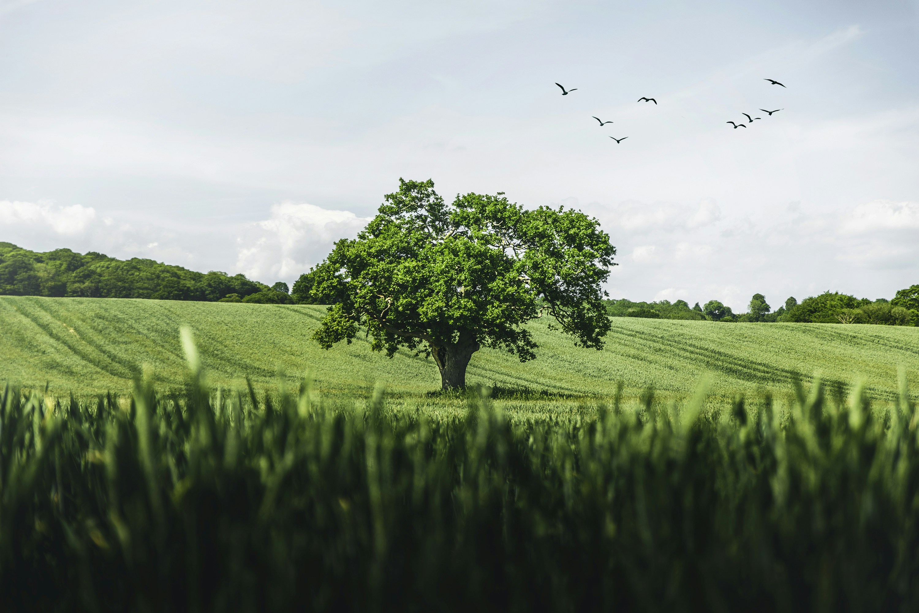 Lone Oak Tree in Green Wheat Field