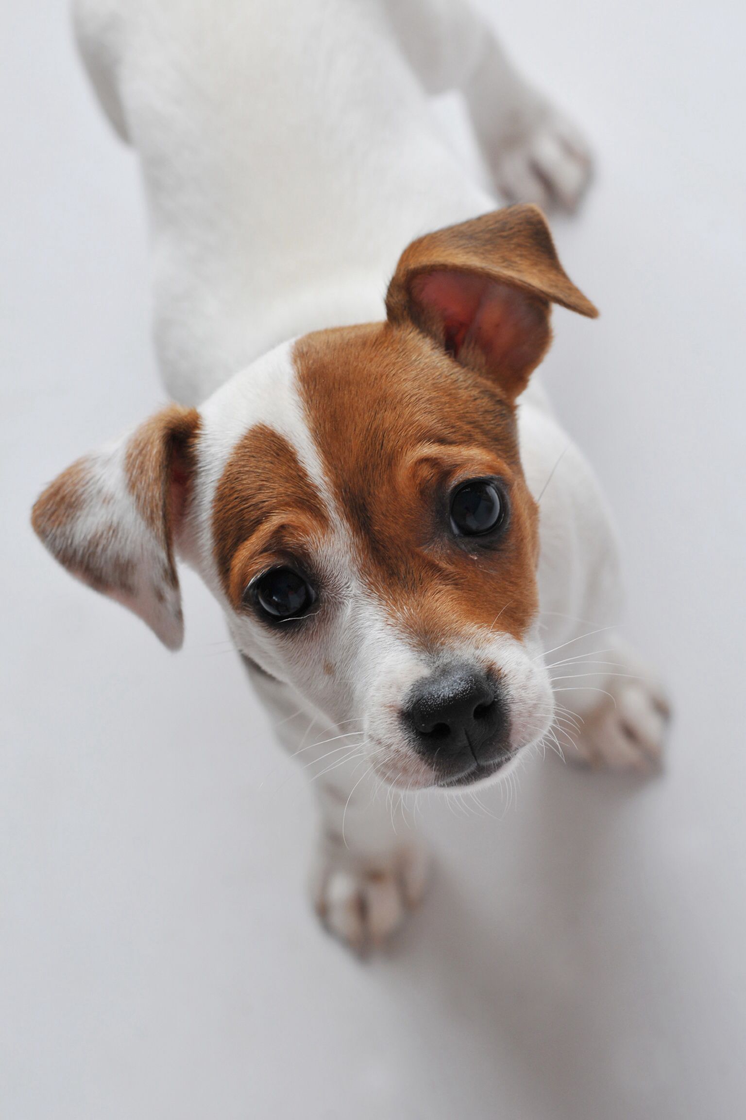 Jack Russell Terrier Puppy Looking Up